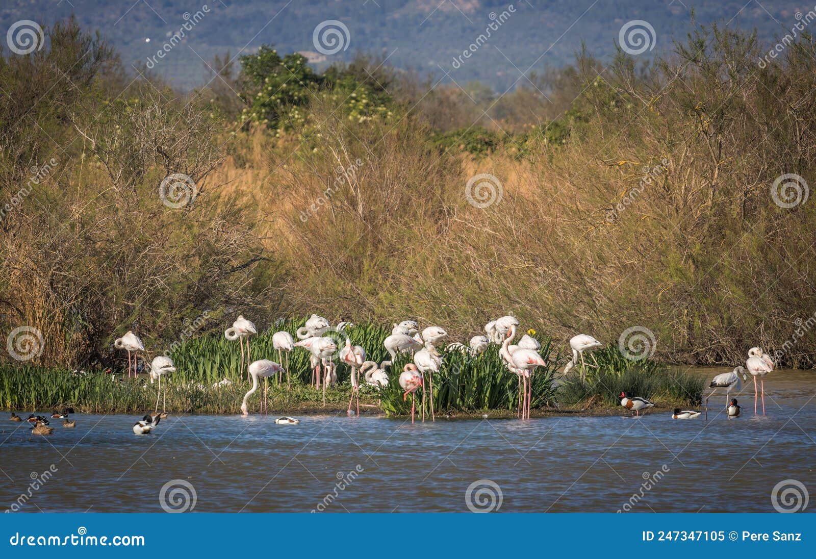 flamingos spotted at aiguamolls de l`emporda