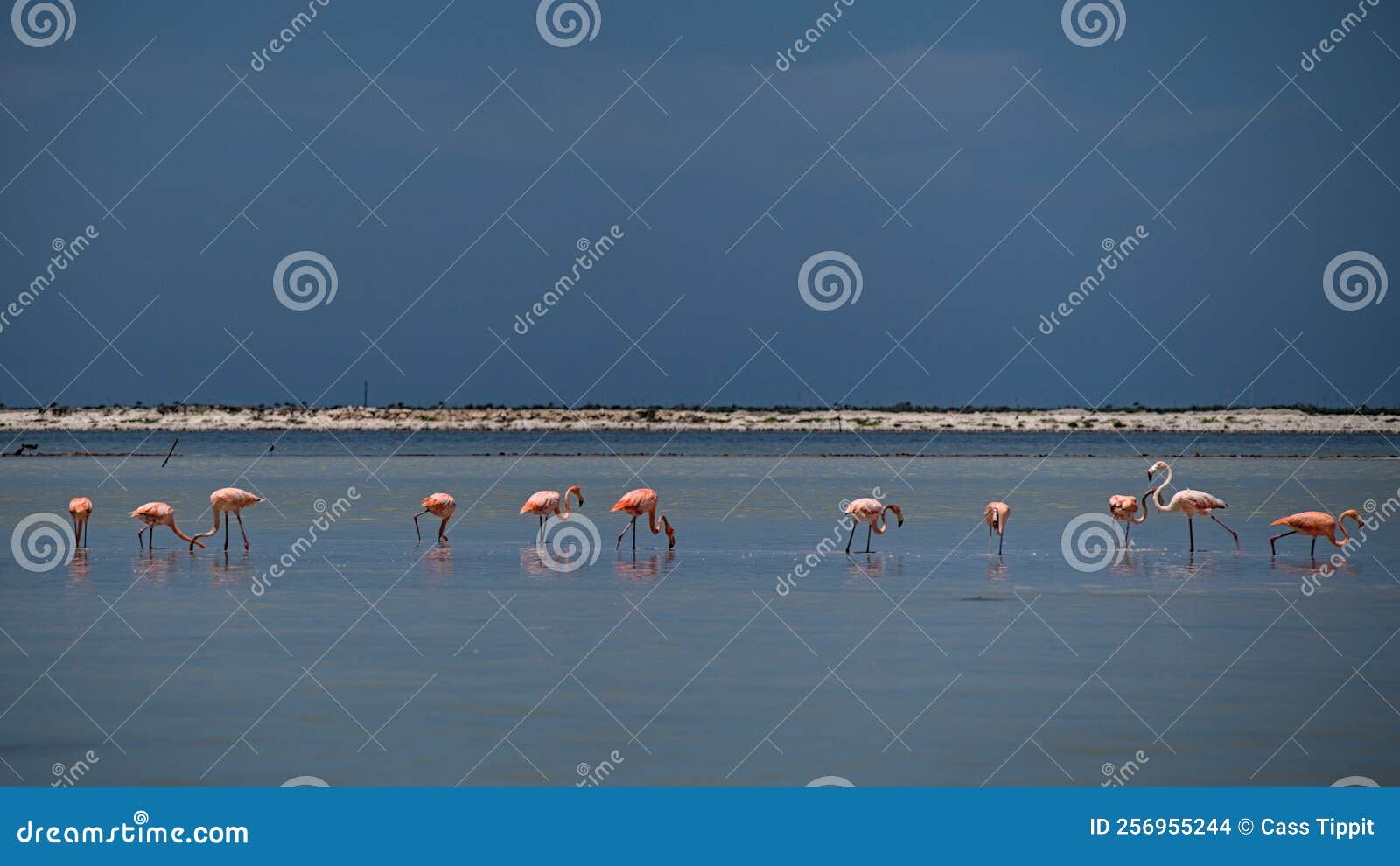 flamingos eating shrimp