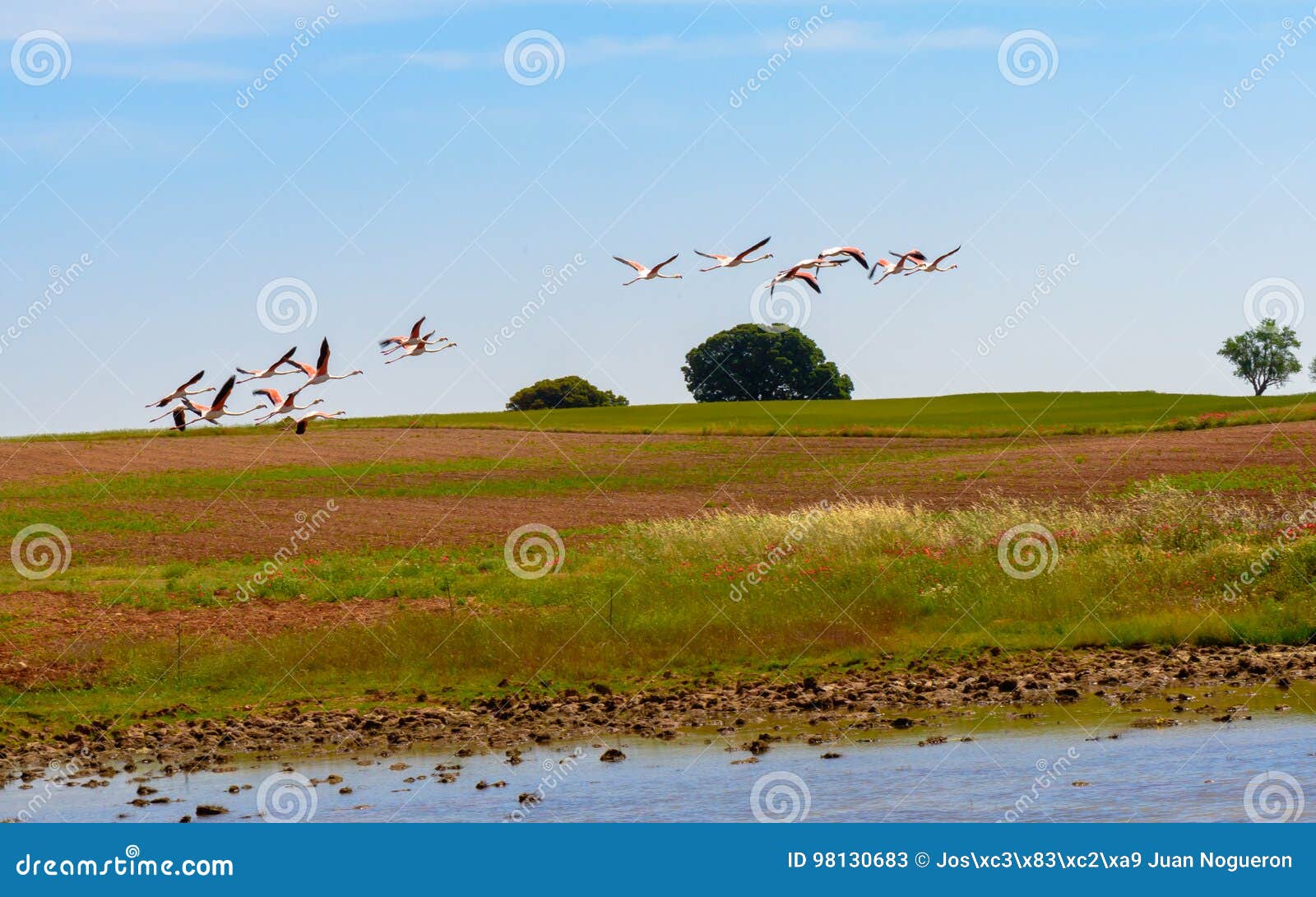flamingos taking off from the lagoon