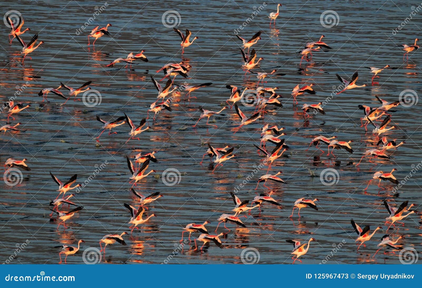 lake natron birds lake natron birds
