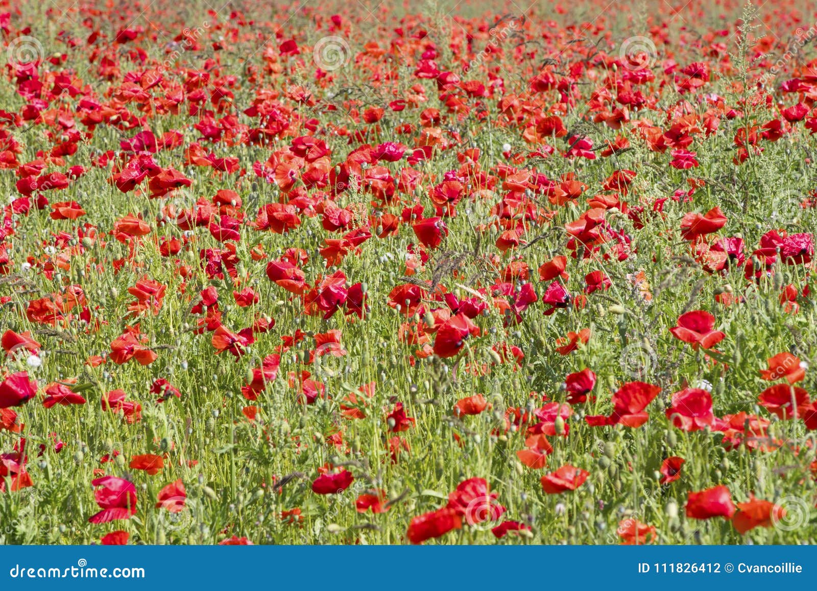 flanders fields full of poppies