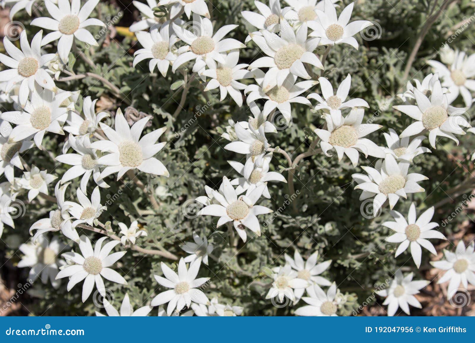 Flannel Flower stock photo. Image of flower, garden 192047956