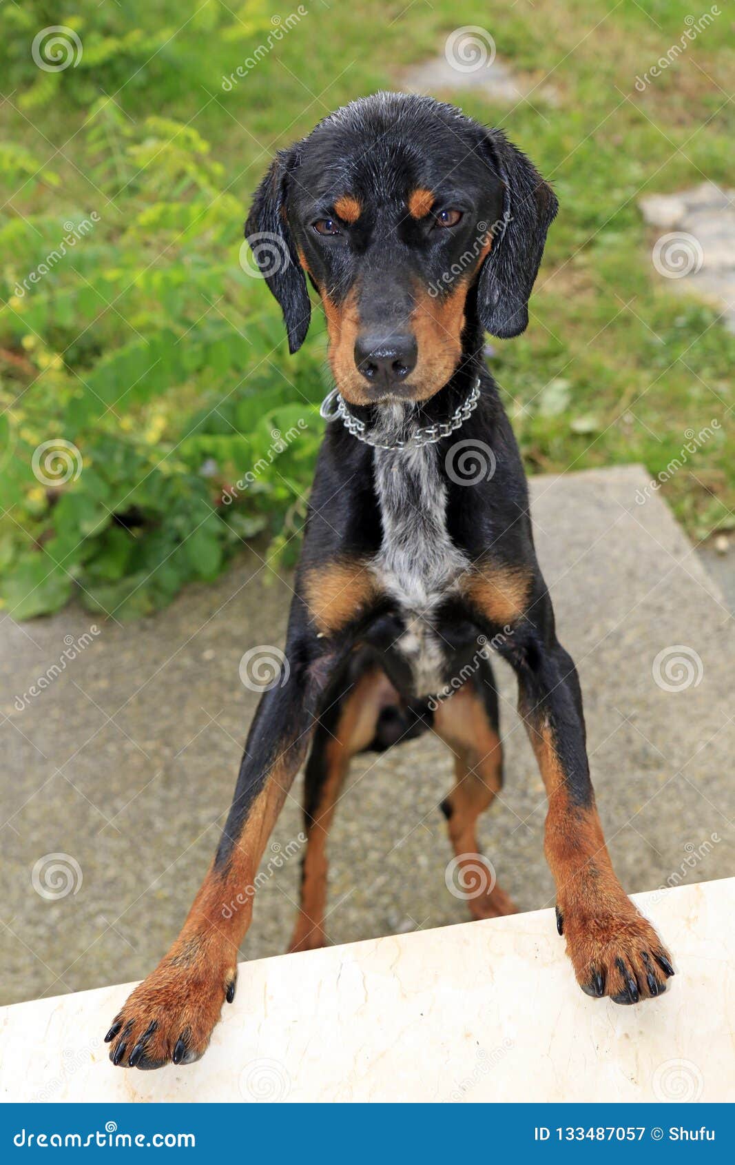 Flap Eared Black And Brown Hound Dog Stock Image Image Of House Black 133487057