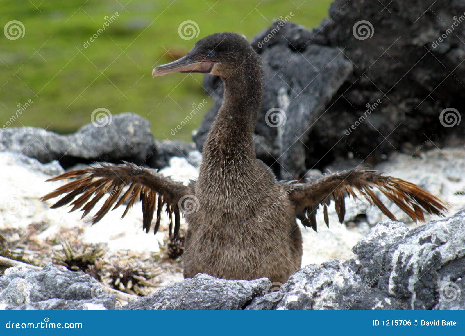 flapping cormorant
