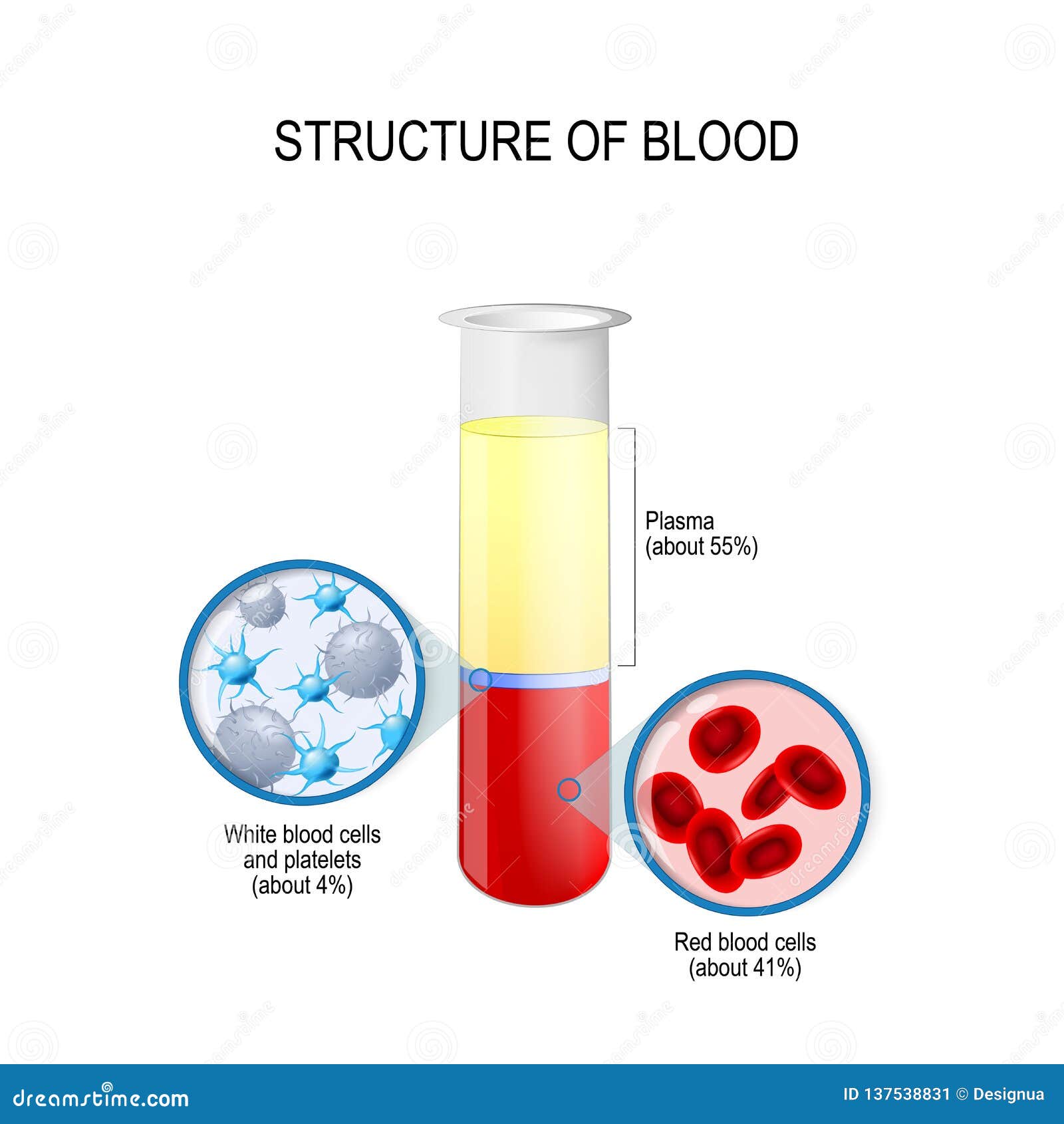 flask with blood components: red and white blood cells, plasma, and platelets