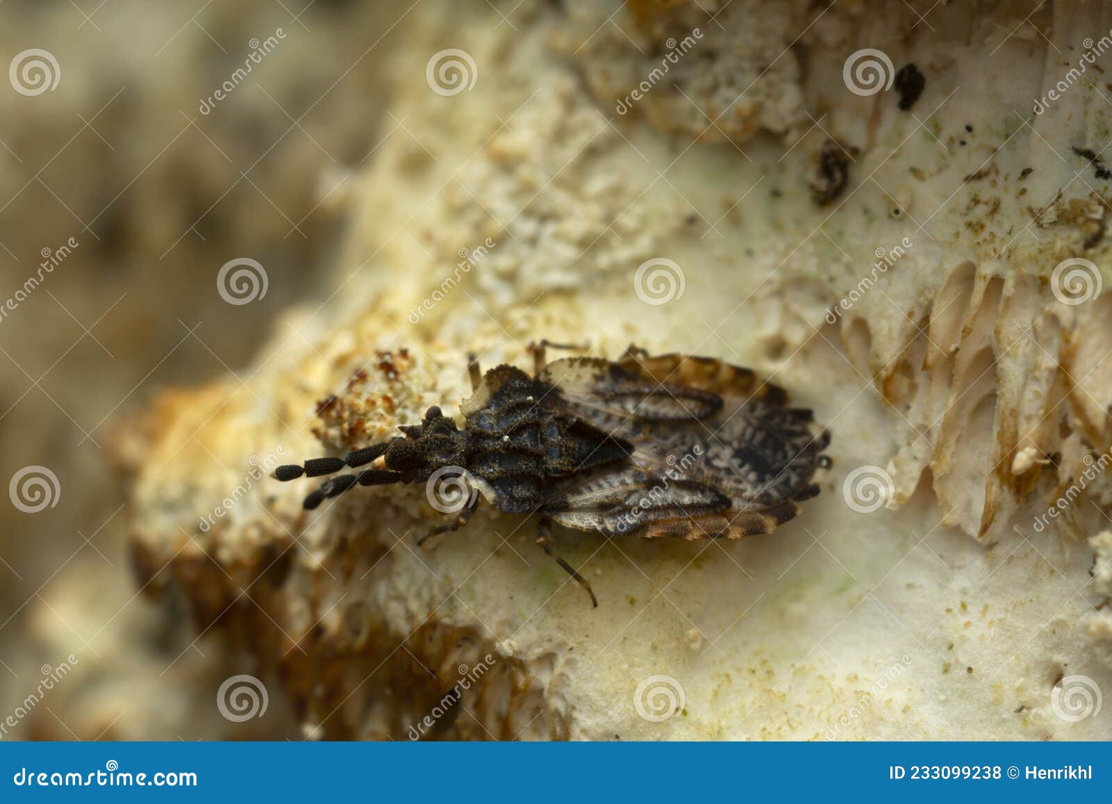flat bug, aradus depressus on fungi