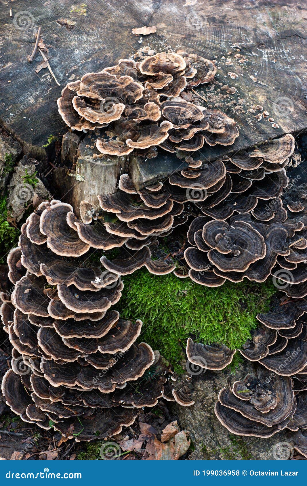 Flat Cap Mushrooms Growing on a Tree Trunk in the Forest Autumn Day