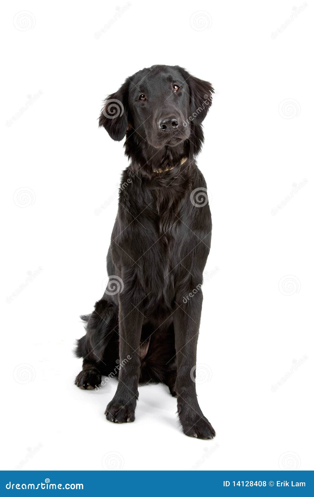 flat coated retriever white