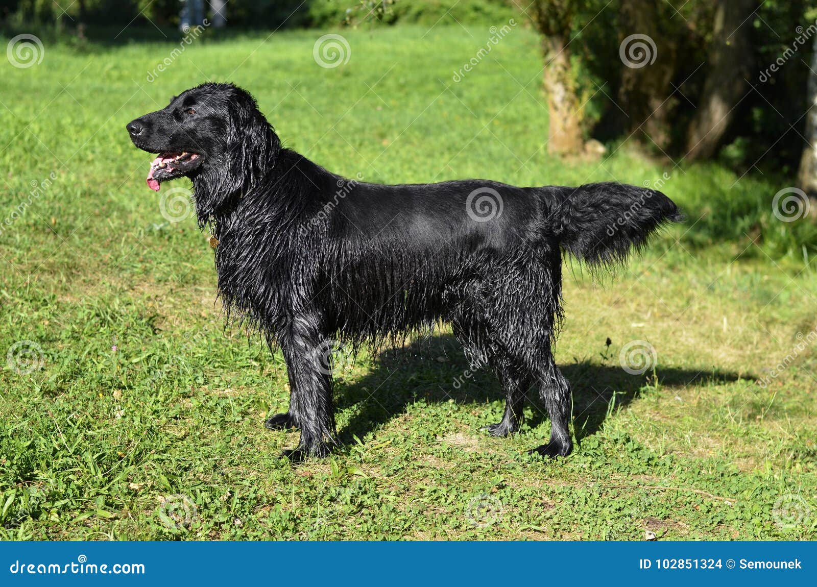 long haired retriever