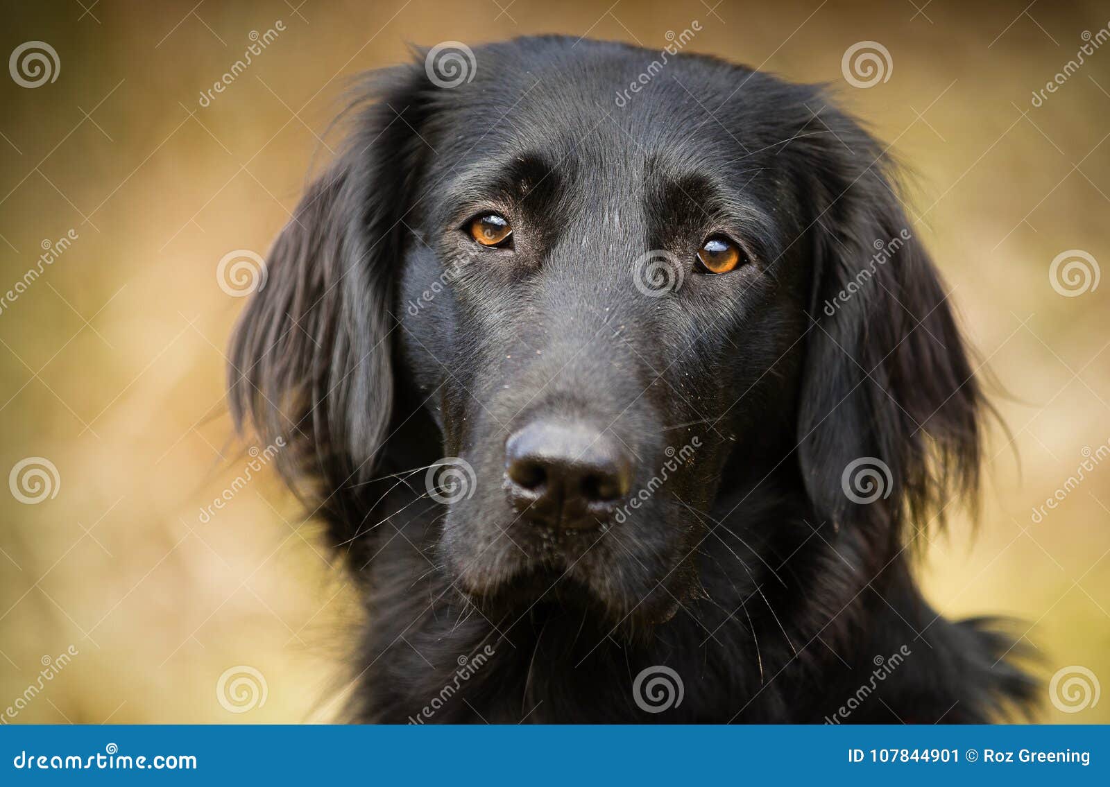 Flat Coated Retriever Dog Portrait Stock Image Image Of Hunter Retriever 107844901