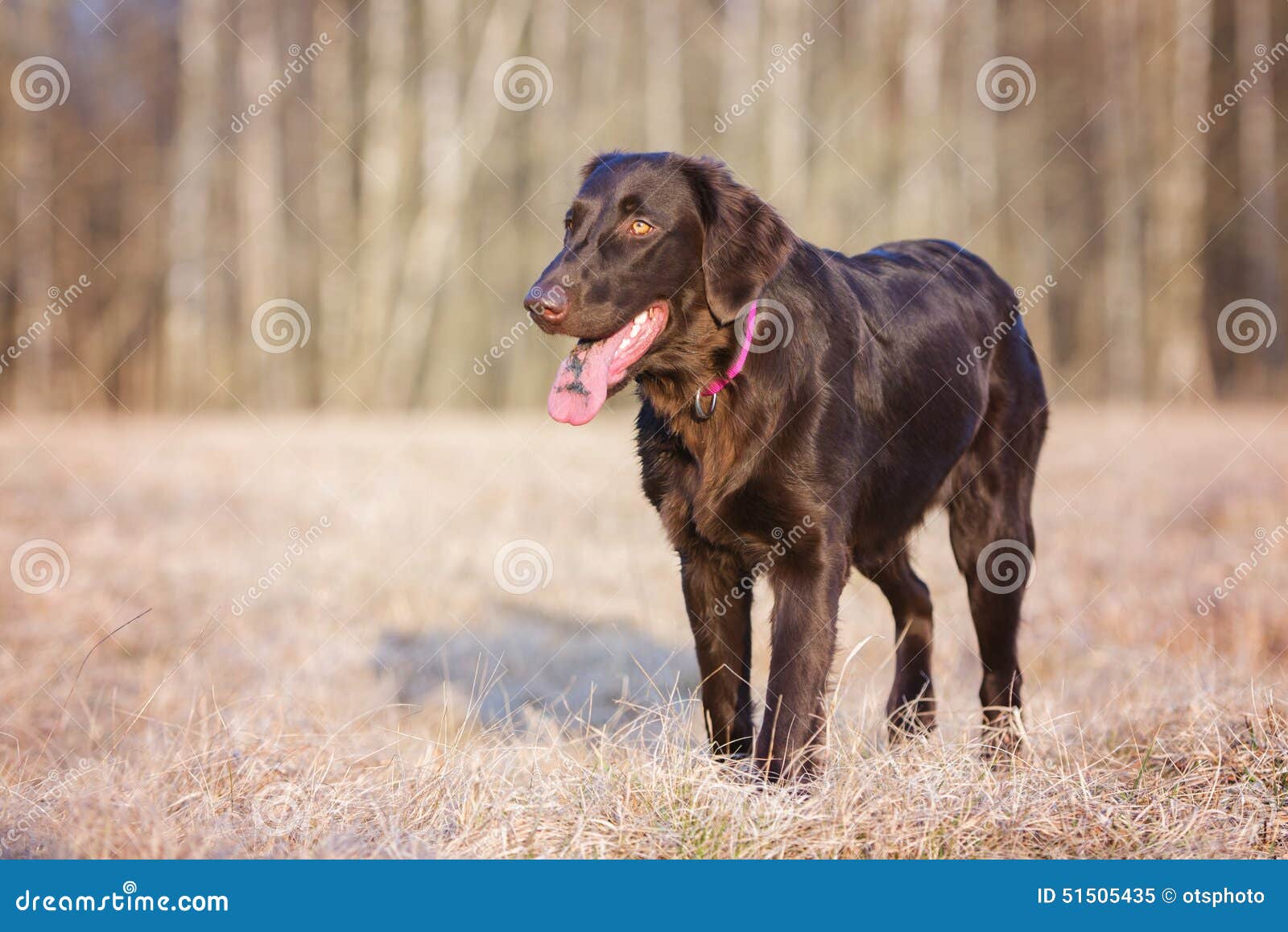 chocolate flat coated retriever