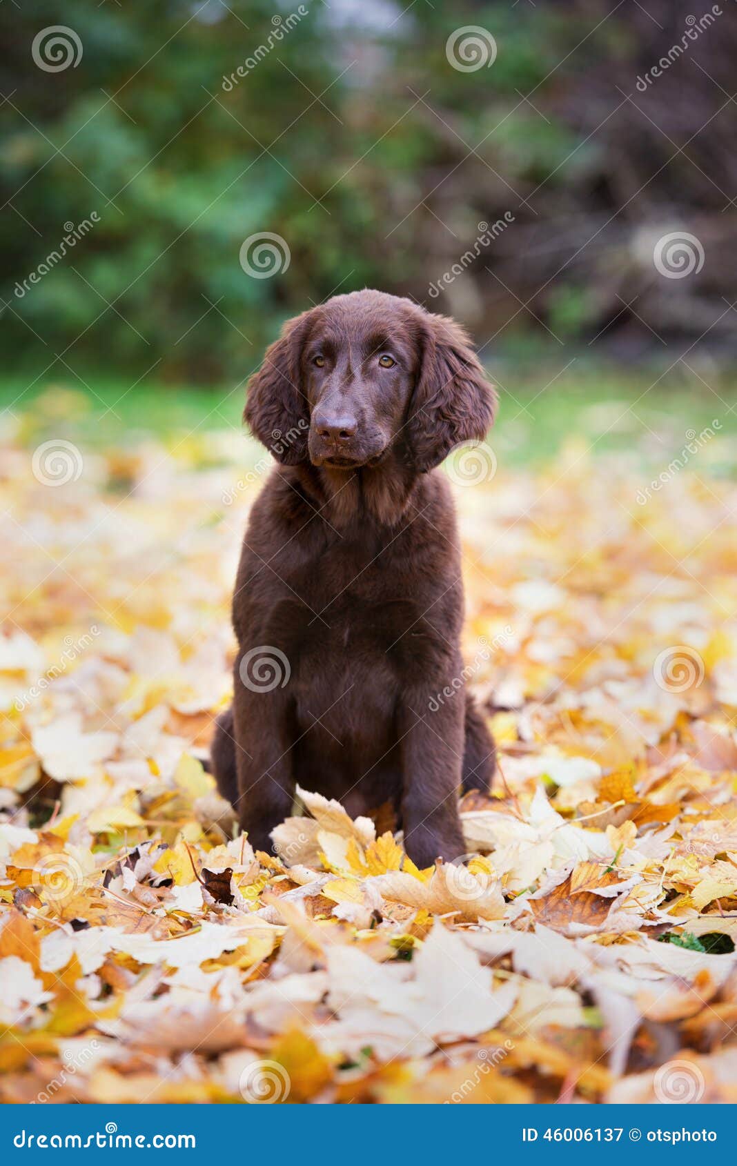 Flat Coated Retriever Puppy Stock Image Image Of Animal Little 46006137