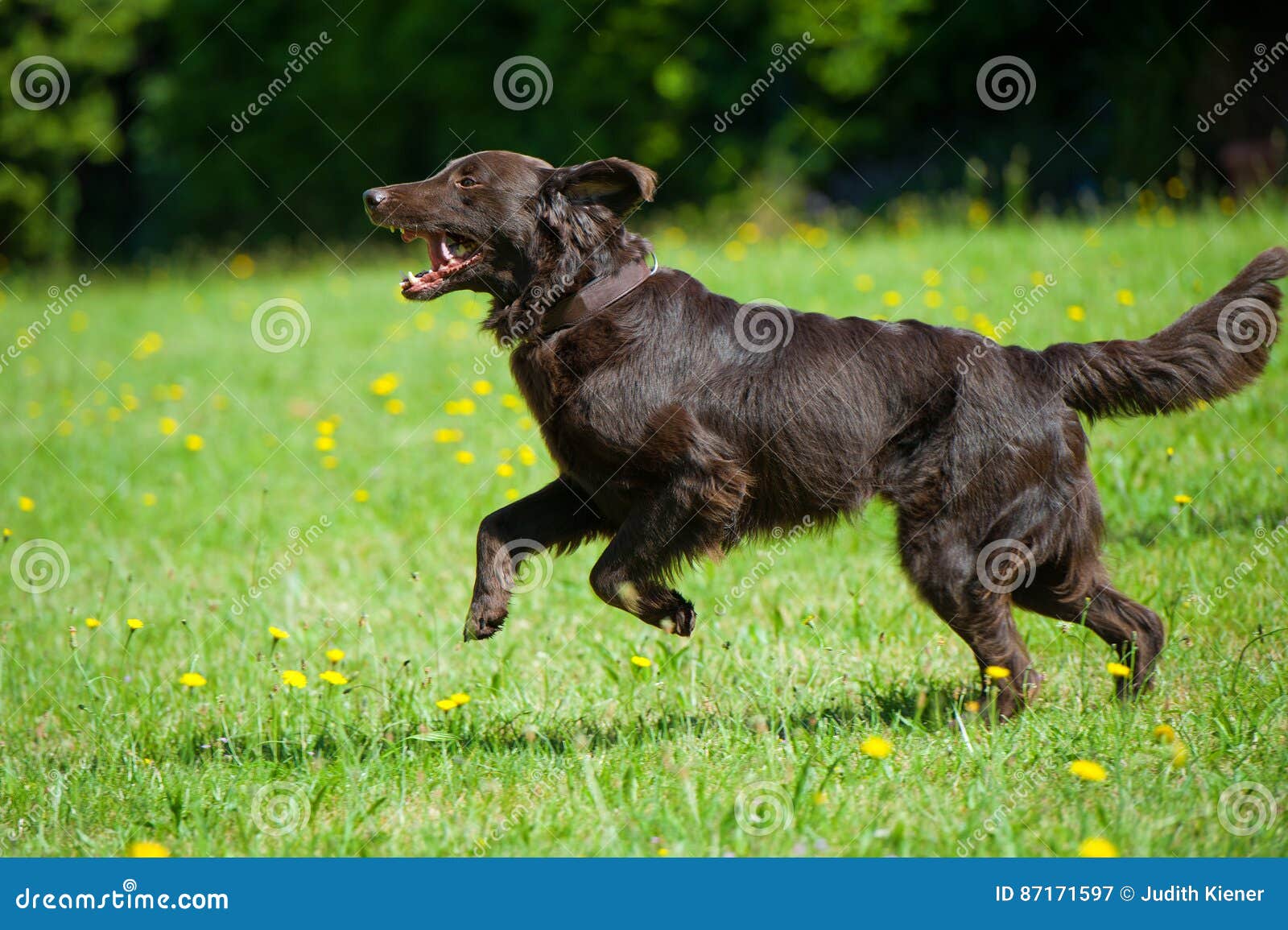 Flat Coated Retriever stock image. Image of flowers, coated 87171597