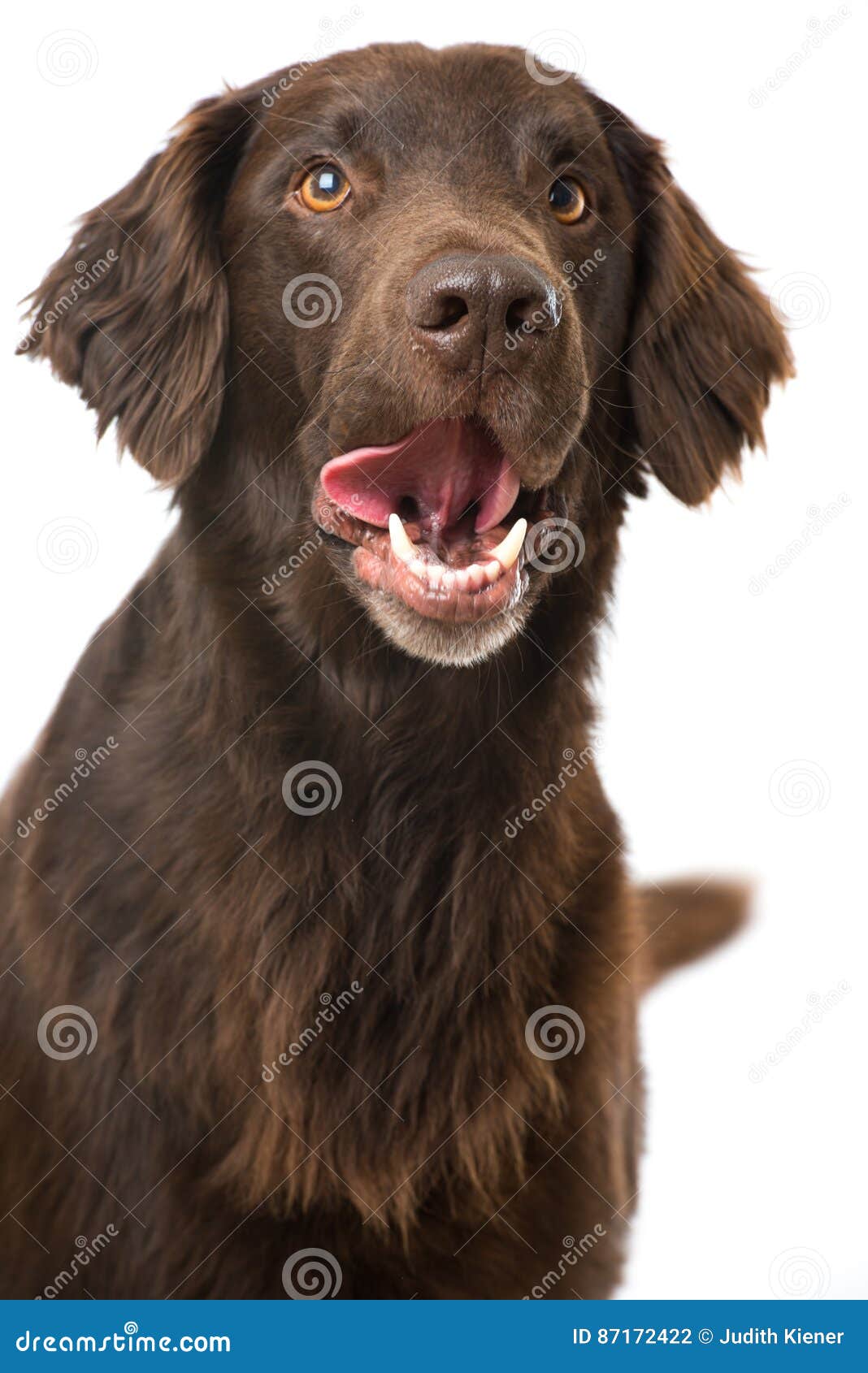 white flat coated retriever