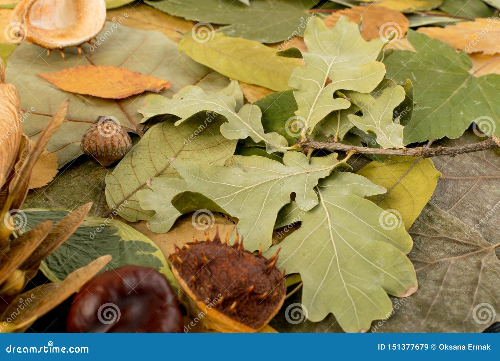 Flat Dried Leaves Or Forest Floor In Camouflage Colors Stock Image