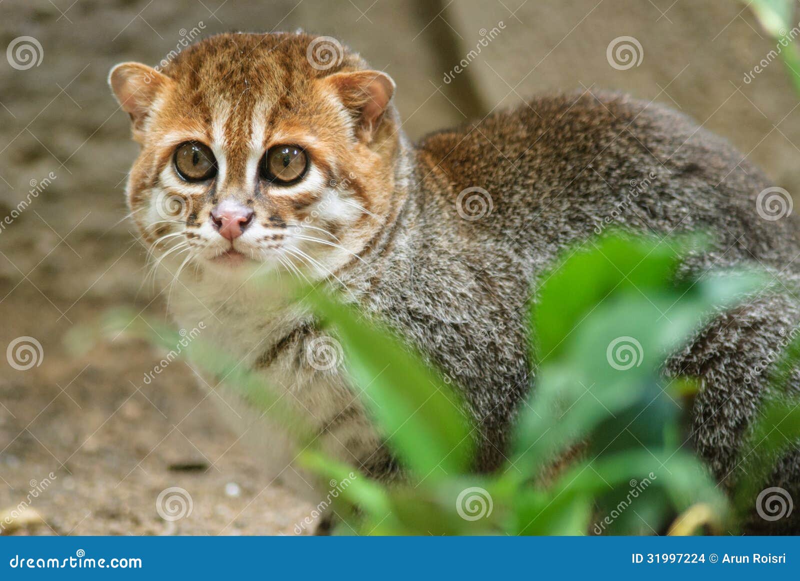 Flat-headed Cat Stock Images - Image: 31997224