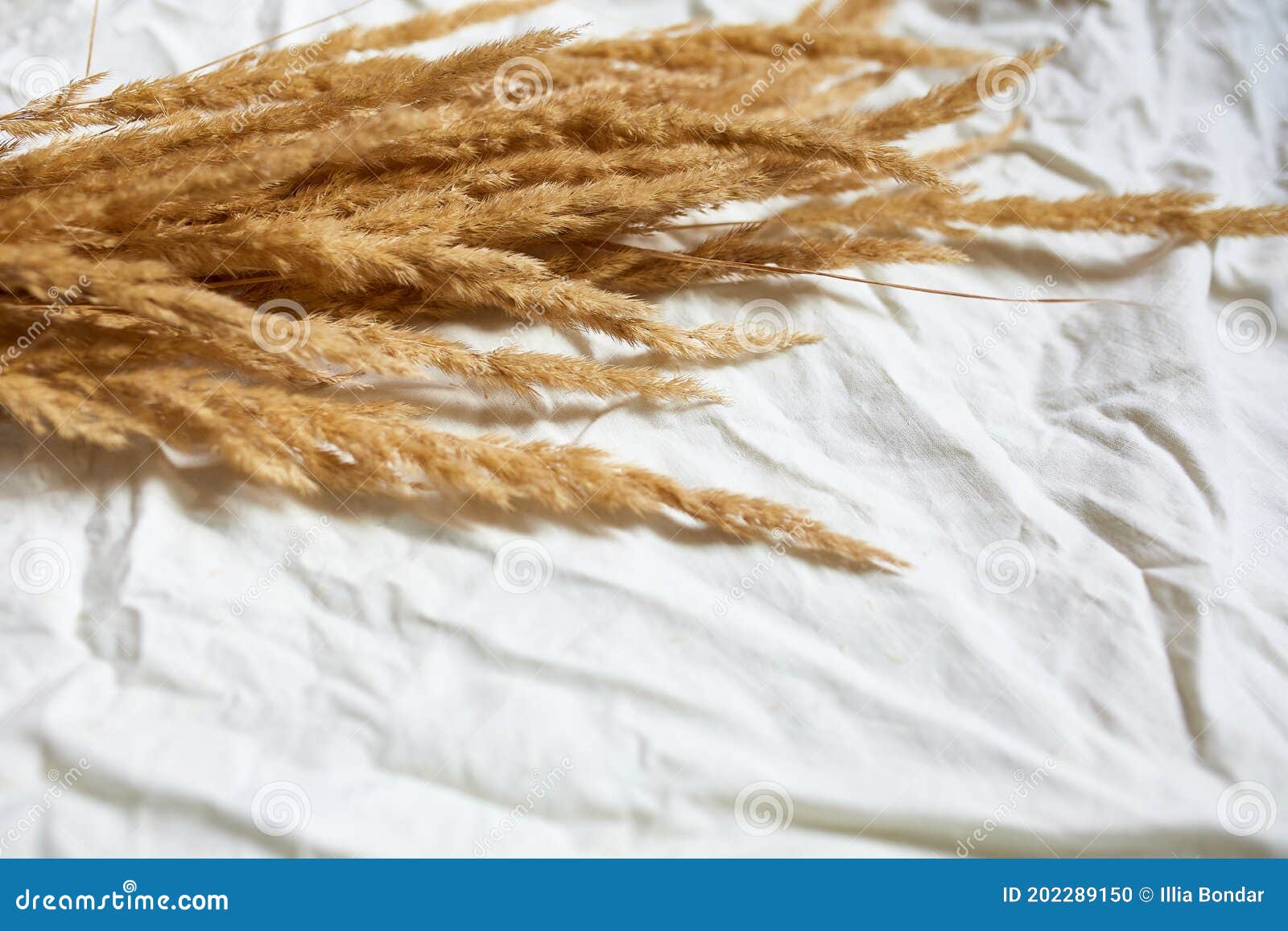 flat lay of beige reeds pampas grass on the white textile linen tablecloth background