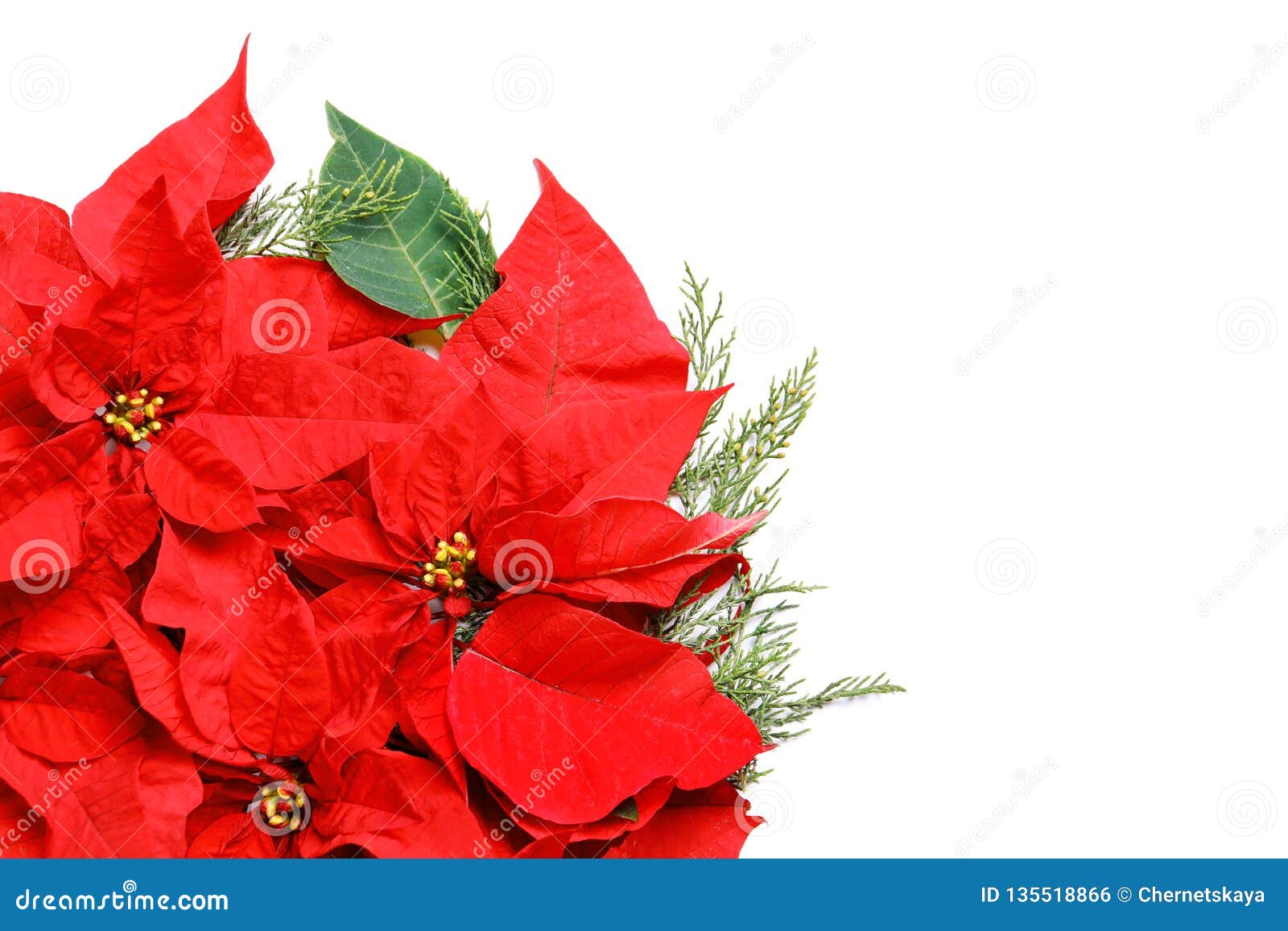 Flat Lay Composition with Poinsettia and Space for Text on White ...