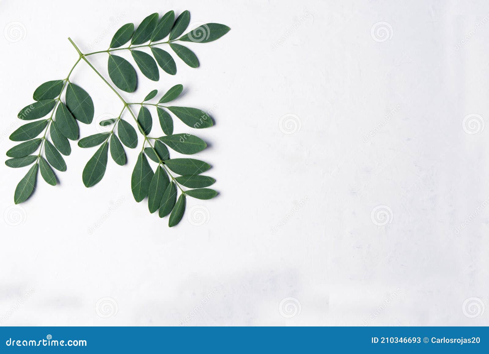 Flat Lay with Leaves on White Background Stock Image Image of