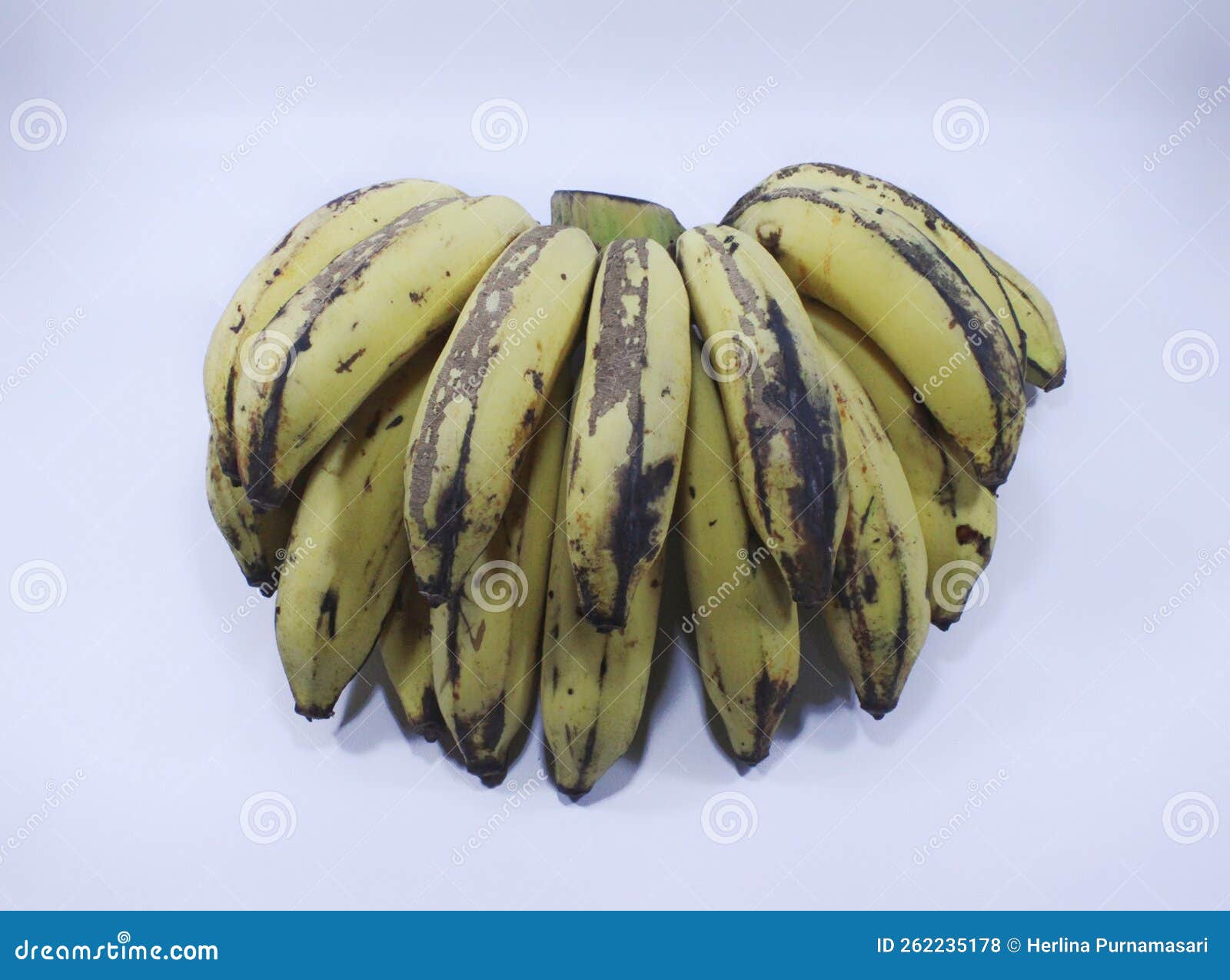 flat lay of an organic latundan banana aka tundan, silk banana, pisang raja sereh, manzana banana, or apple banana