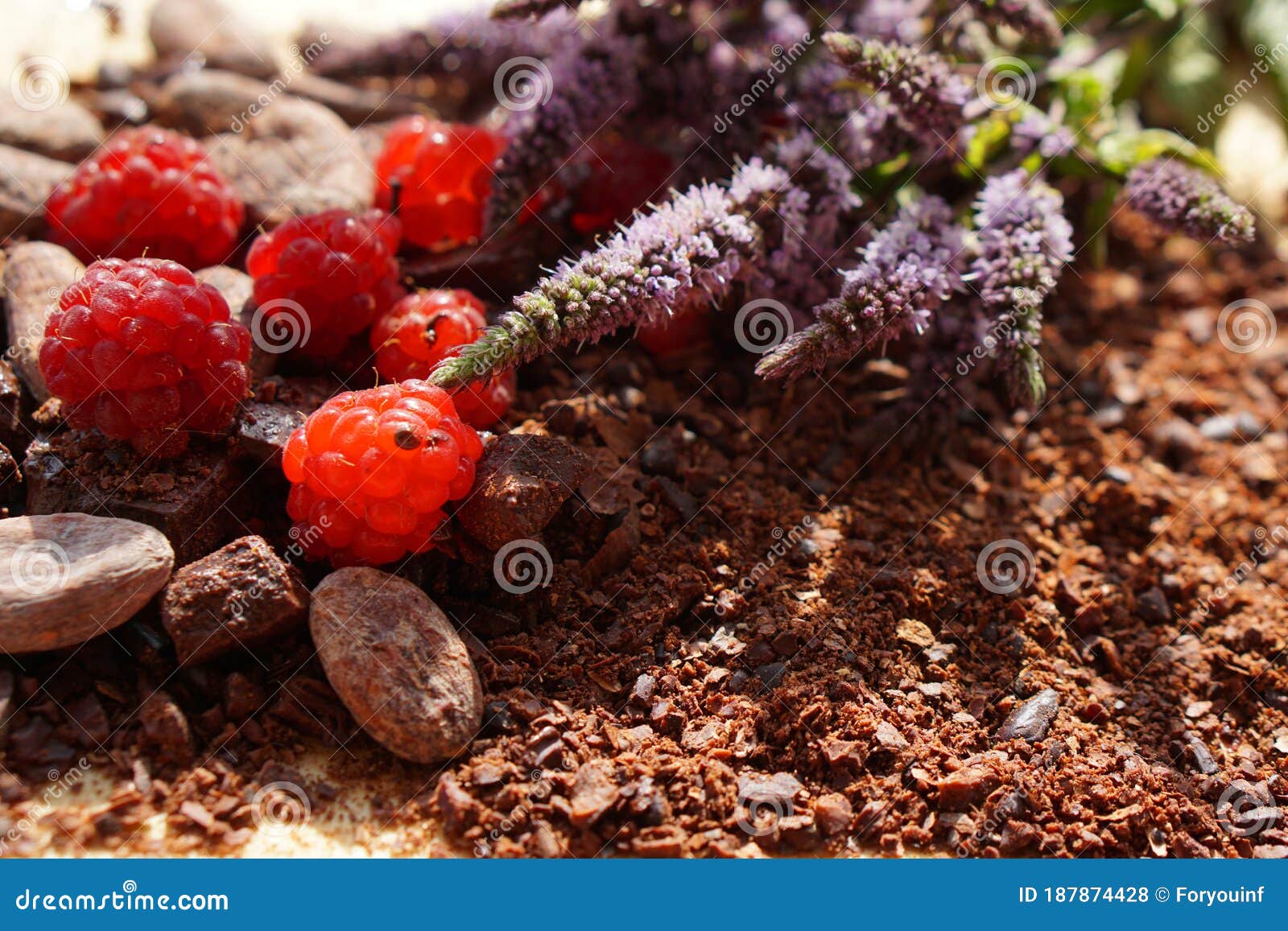 flat lay  of raw cocoa beans,  cocoa powder, chocolate on sacking  with mint and flower, raspberry