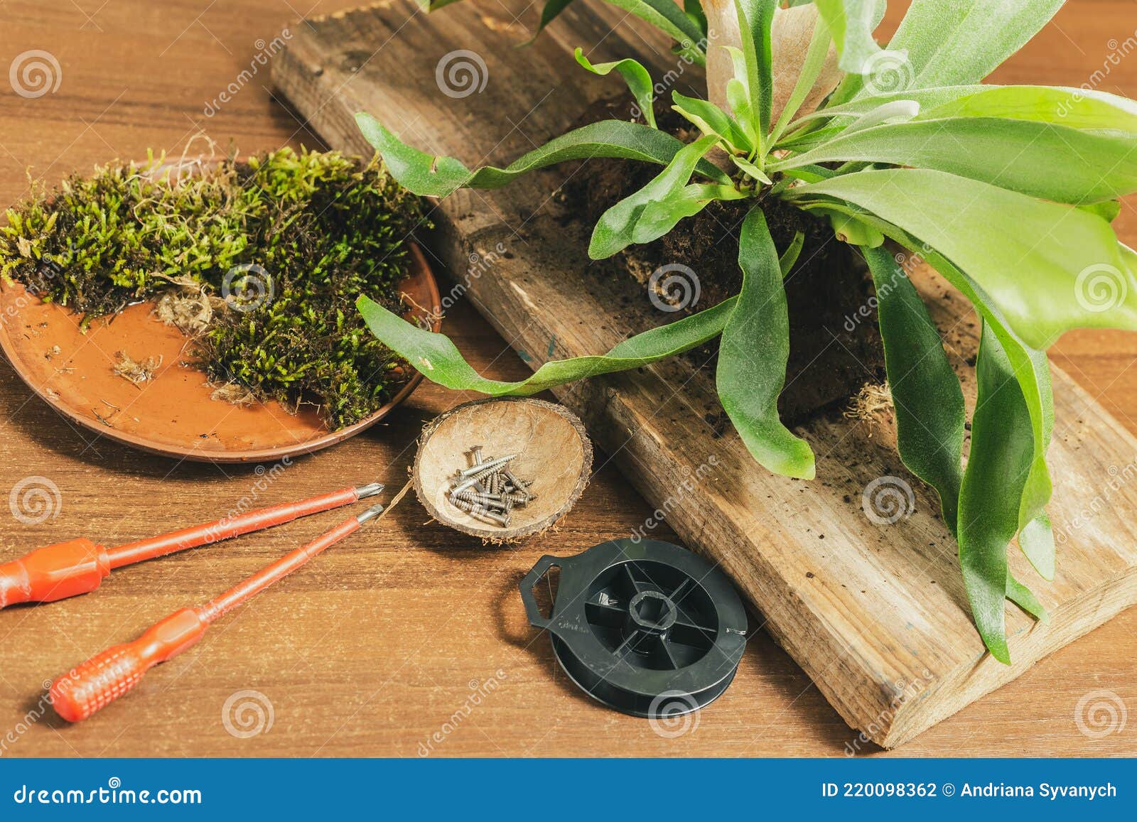 Preparing To Mount Staghorn Fern on Board Flat Lay Stock Photo Image