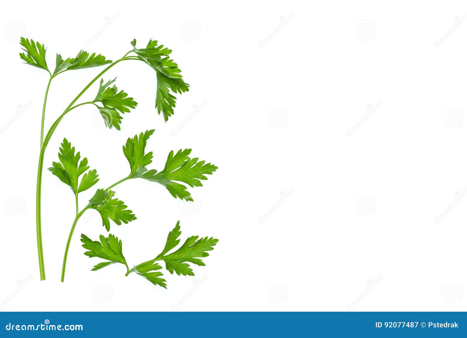 Flat Leaf Parsley Stalks and Leaves on White Background Stock Image