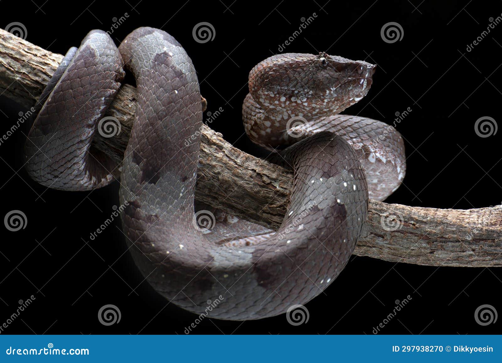 Flat nose pit viper stock photo. Image of reptiles, animal 297938270