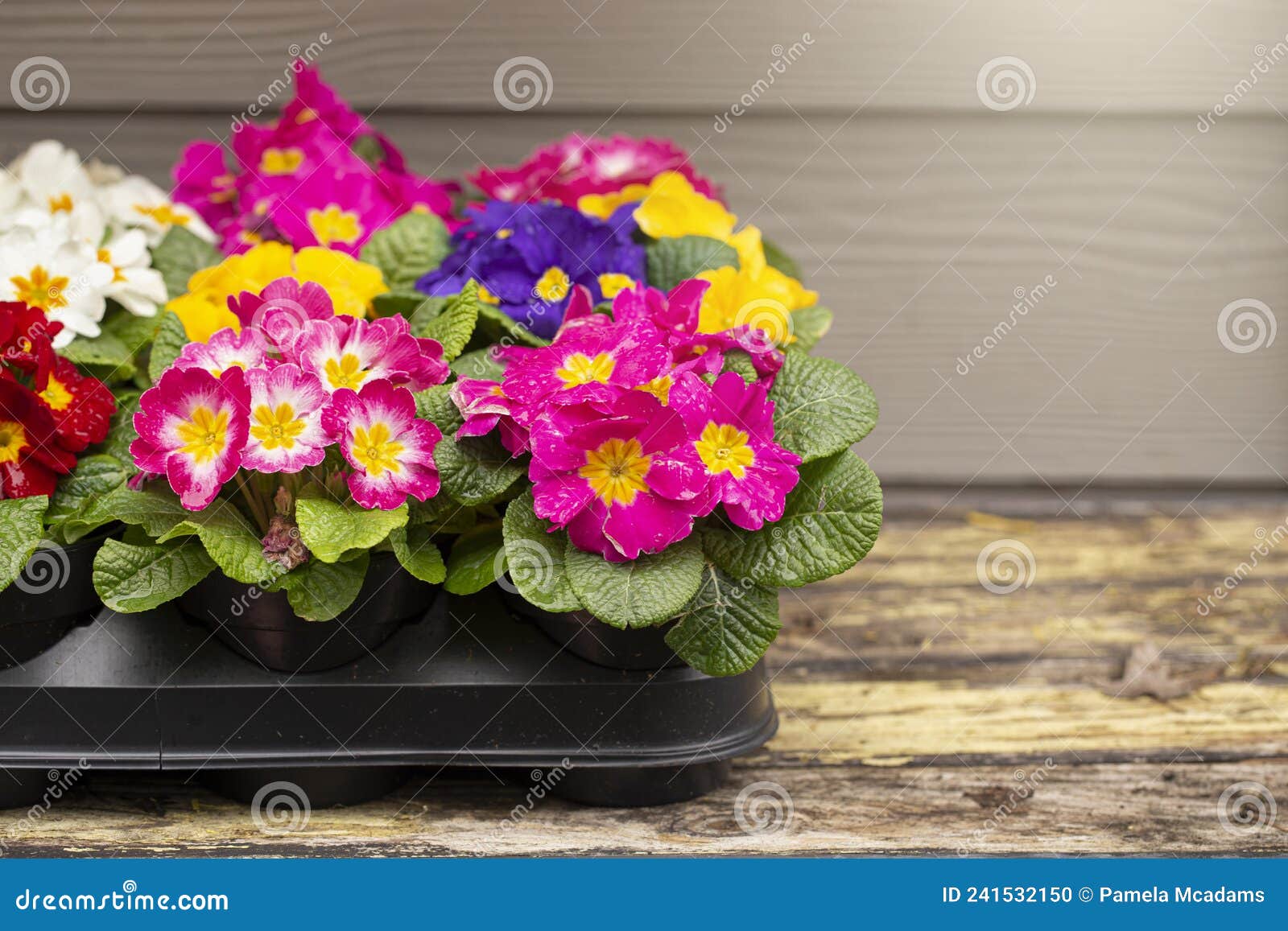 a flat of primrose flowers ready to be planted
