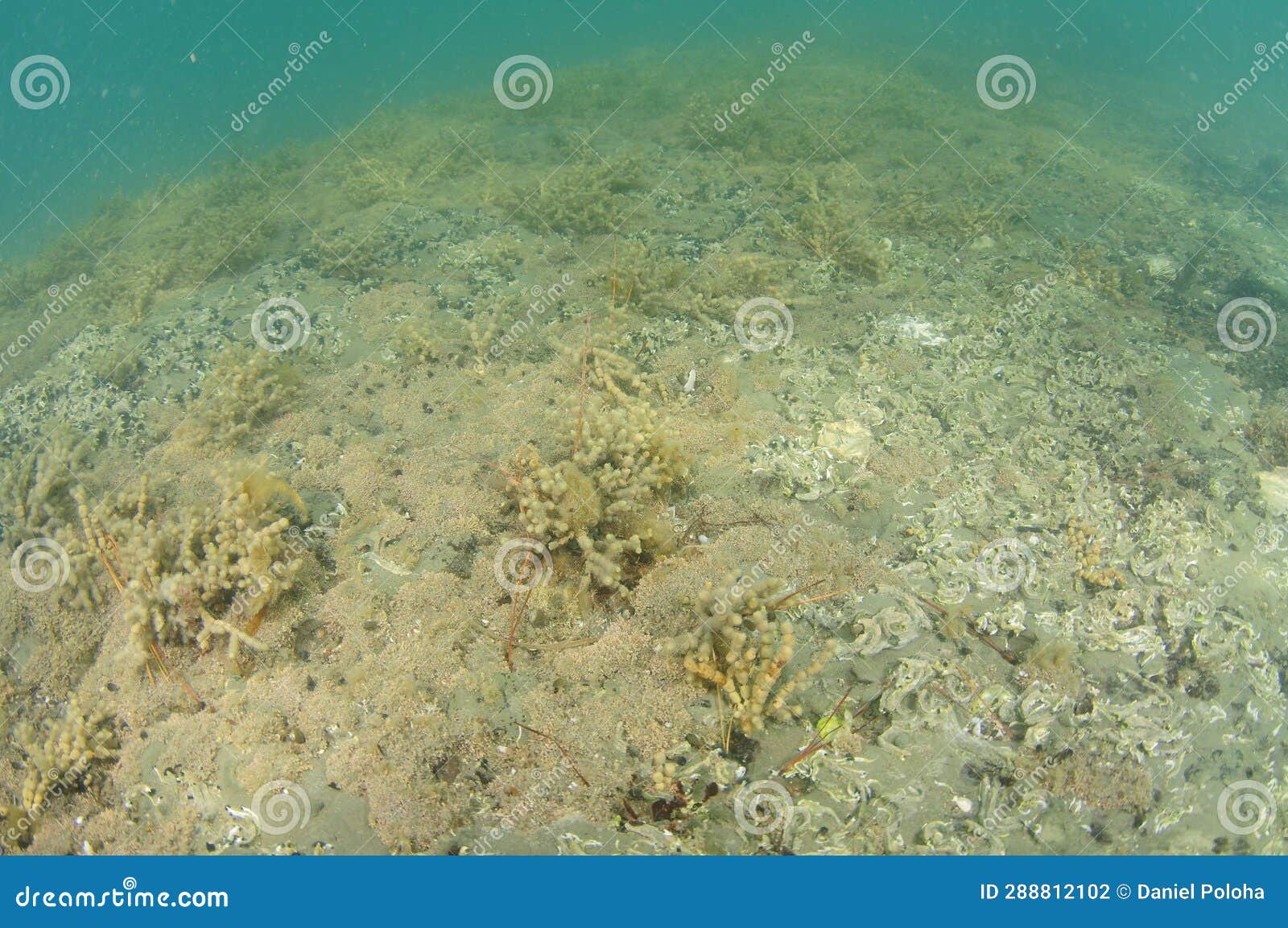 Flat Reef with Barnacles and Neptune S Necklace Stock Photo - Image of ...