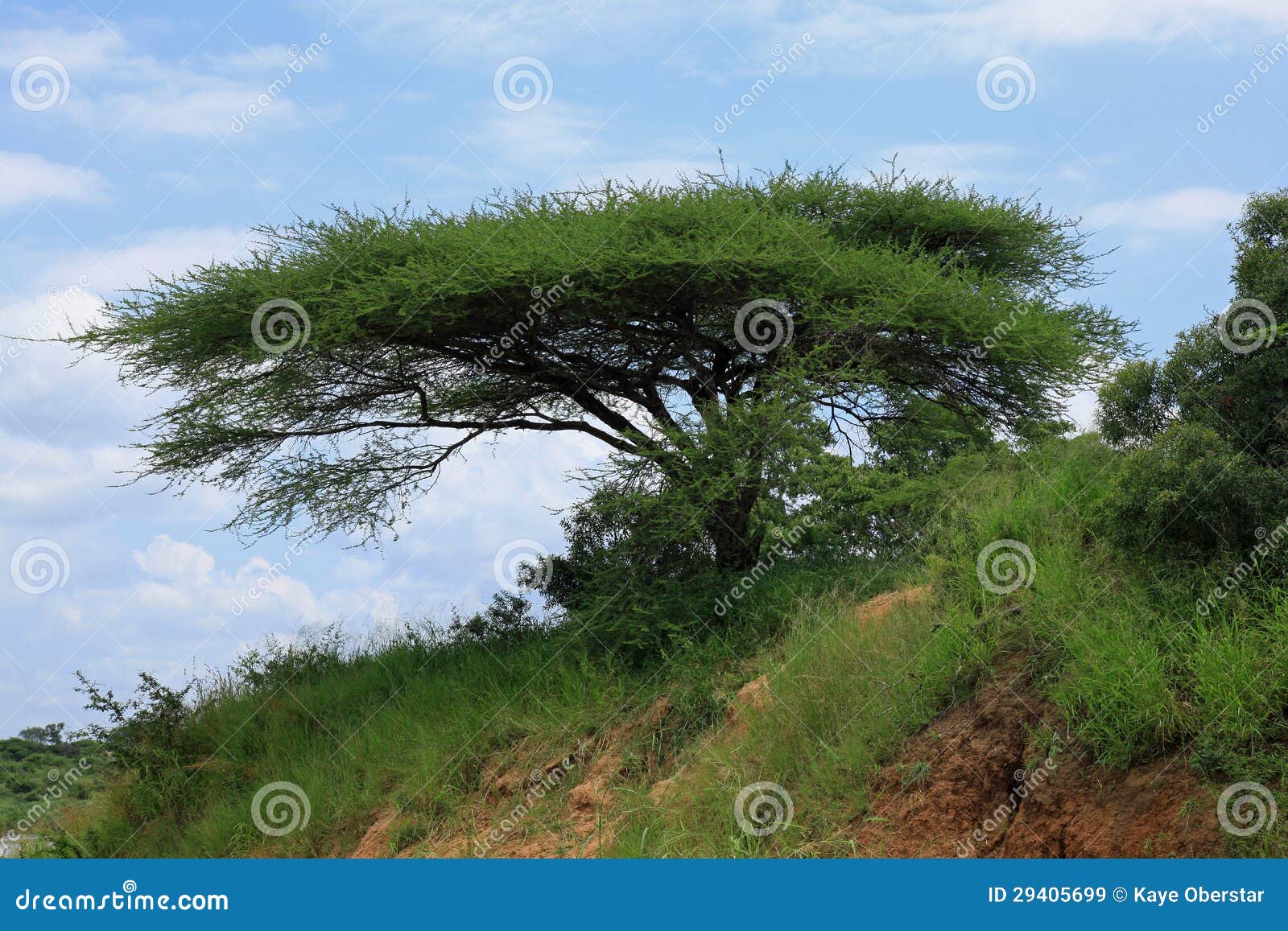 Flat Top Acacia Trees stock image. Image of africa, puffy 29405699