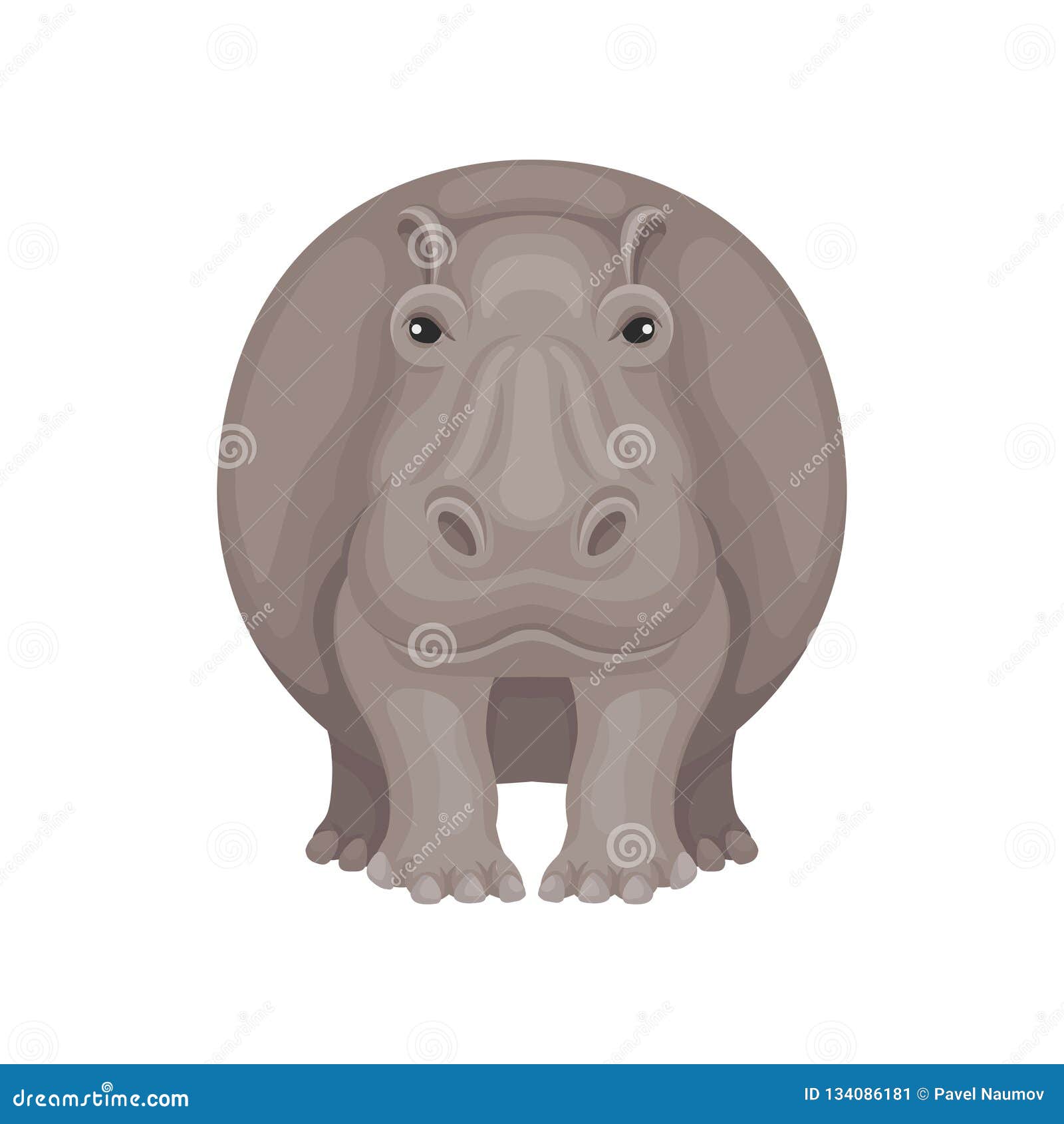 flat   of large gray hippo, front view. african mammal creature. animal of safari park