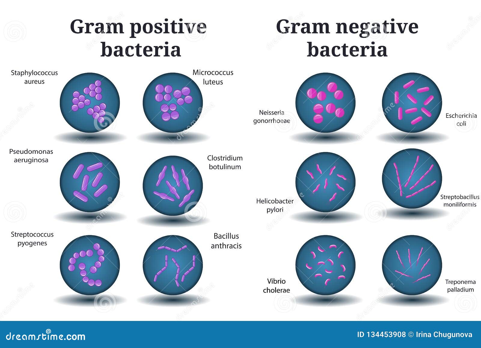 Gram Positive And Gram Negative Bacteria. Coccus, Bacillus 