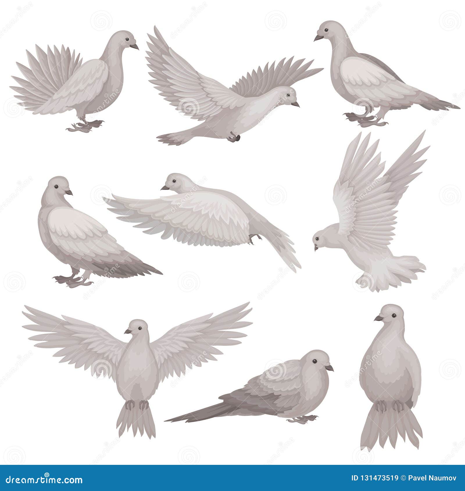 flat  set of dove. bird with small head, short legs and gray feathers. flying creature. wildlife and fauna theme