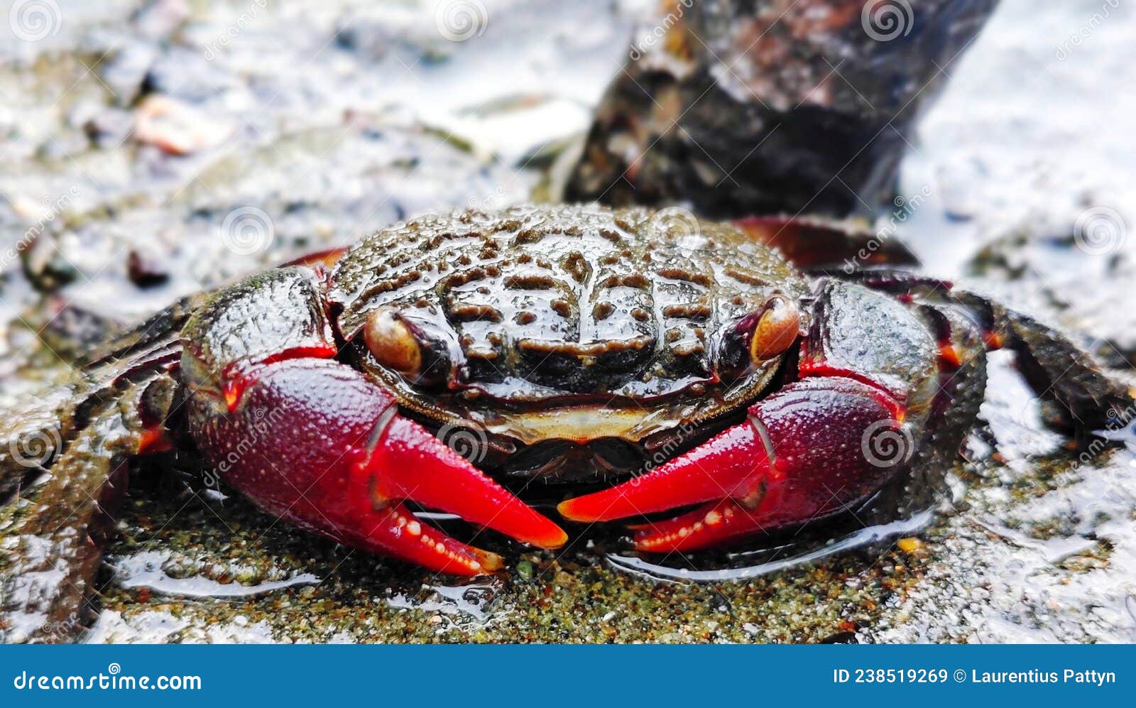 FLAT VIEW of the RED CLAW CRAB Stock Image - Image of crabs, view
