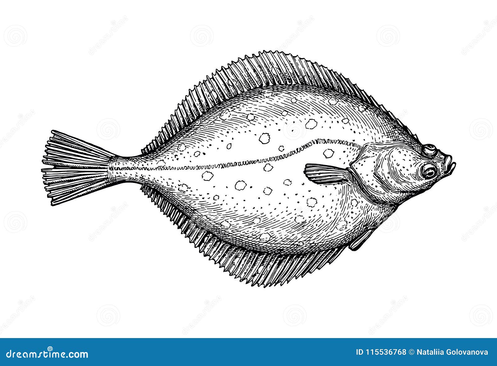 Fish Flounder Sketch Isolated Animal Object Black Stock Vector -  Illustration of nature, scale: 131644281