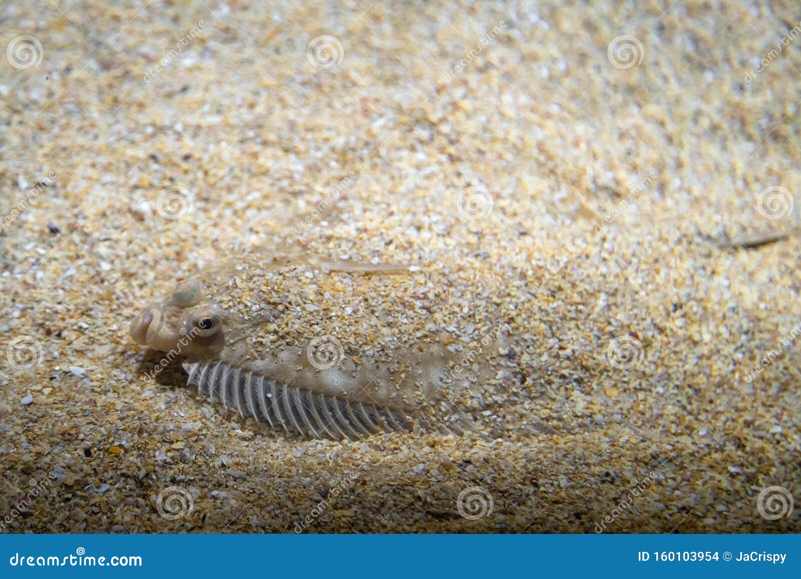 Flatfish - Pleuronectidae. Flat Fish Laying Under the Sand on the Sea  Bottom, Camouflage on the Ocean Floor Stock Photo - Image of nature,  rhombus: 160103954