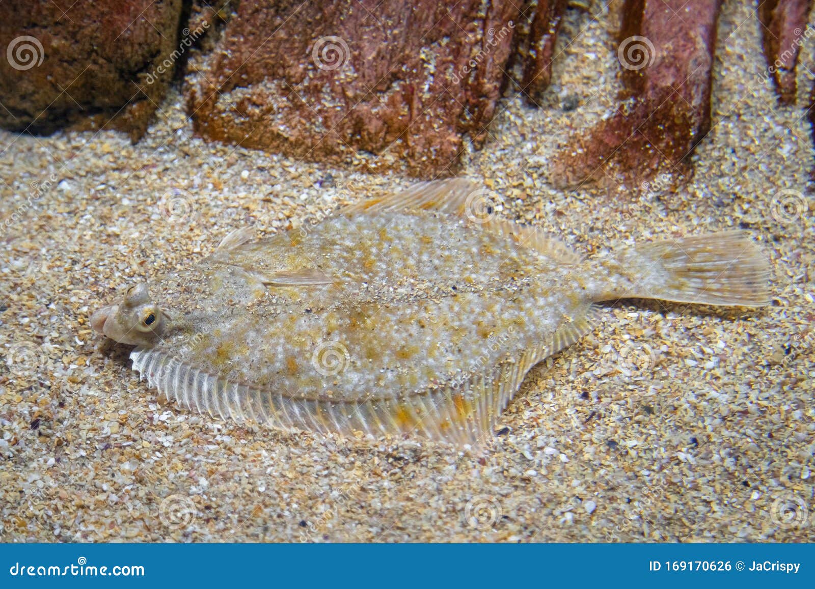Flatfish - Pleuronectidae. Flat Fish Laying Under the Sand on the