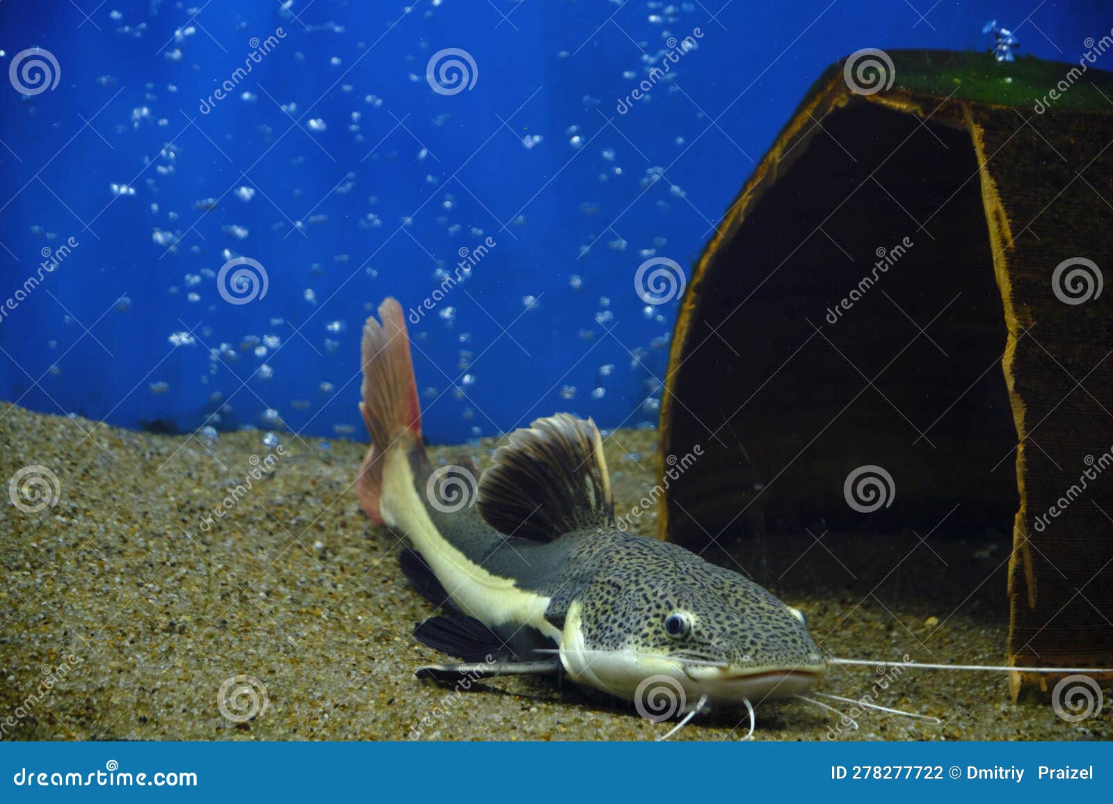 Flathead Catfish Lies Sand at Bottom Aquarium with Blue Background