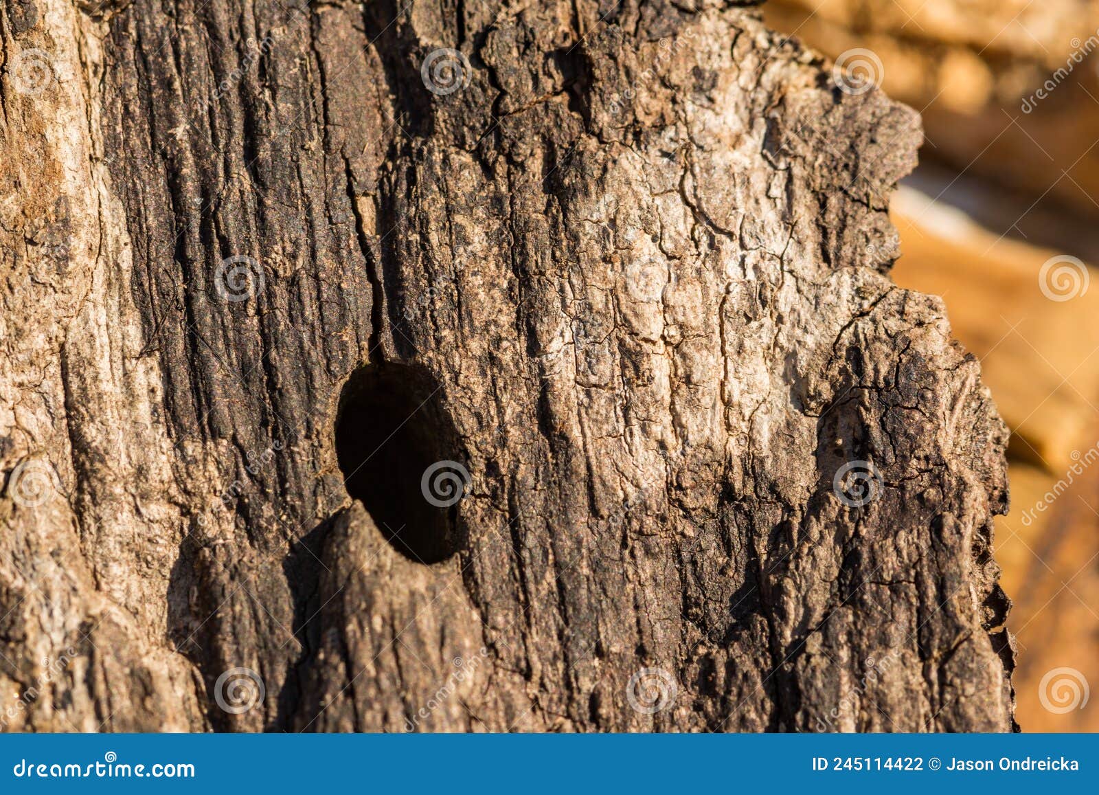 Flatheaded Hardwood Borer Beetle Exit Hole Stock Photo Image of hard