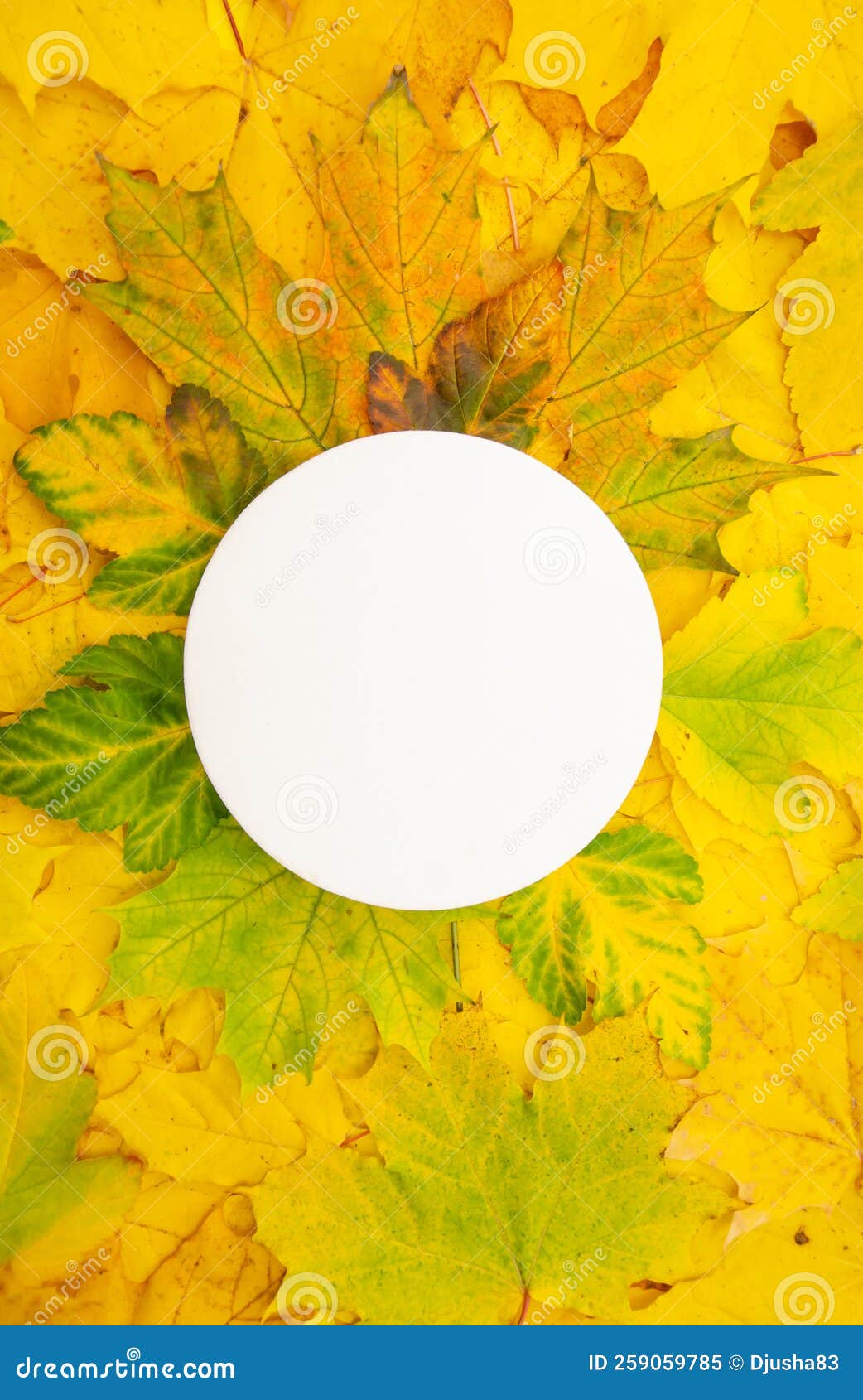 flatlay white round on yellow maple foliage background copyspace. ÃÂ¡ircle framed by leaves - for logo, text, wedding monogram