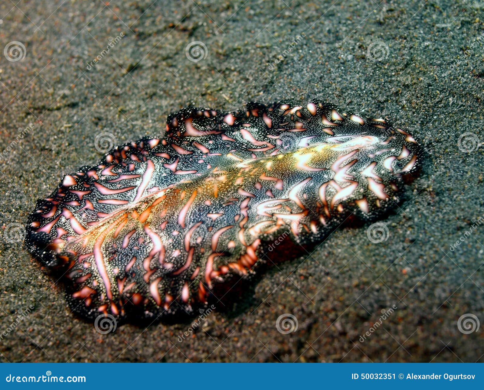 Flatworm fotografering för bildbyråer. Bild av flatmask - 50032351