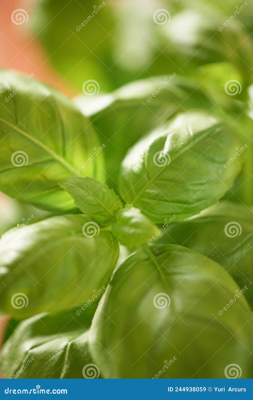Flavorful Leaves. Leaves of a Basil Plant. Stock Image Image of