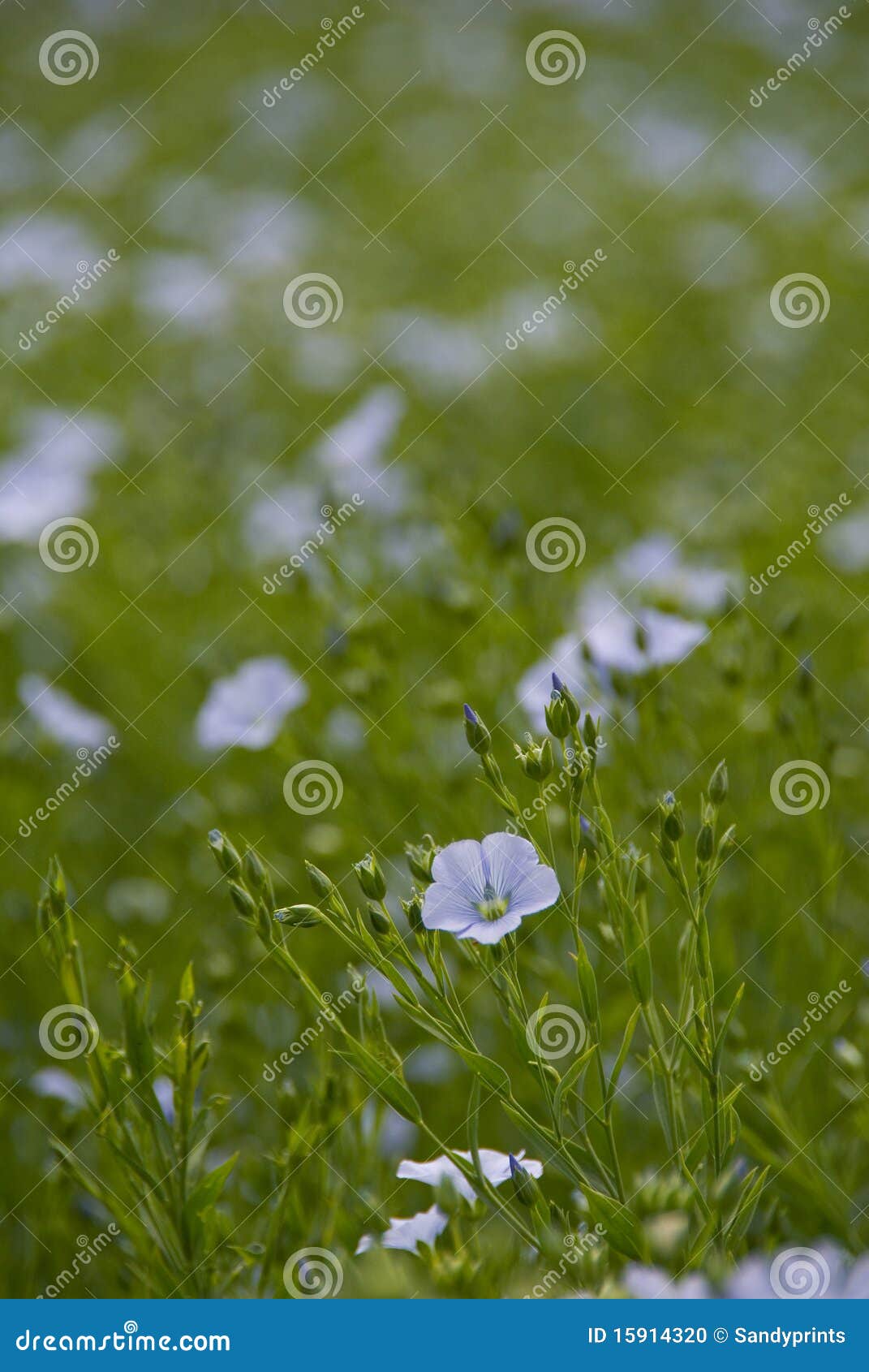 flax flower,linum perenne 'sapphire'