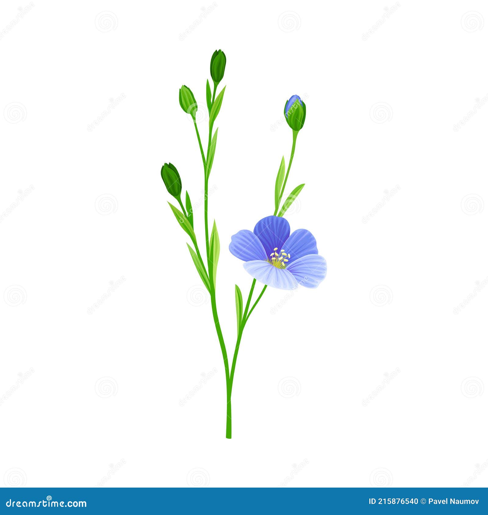 Flax or Linseed As Cultivated Flowering Plant Specie with Blue Flowers ...