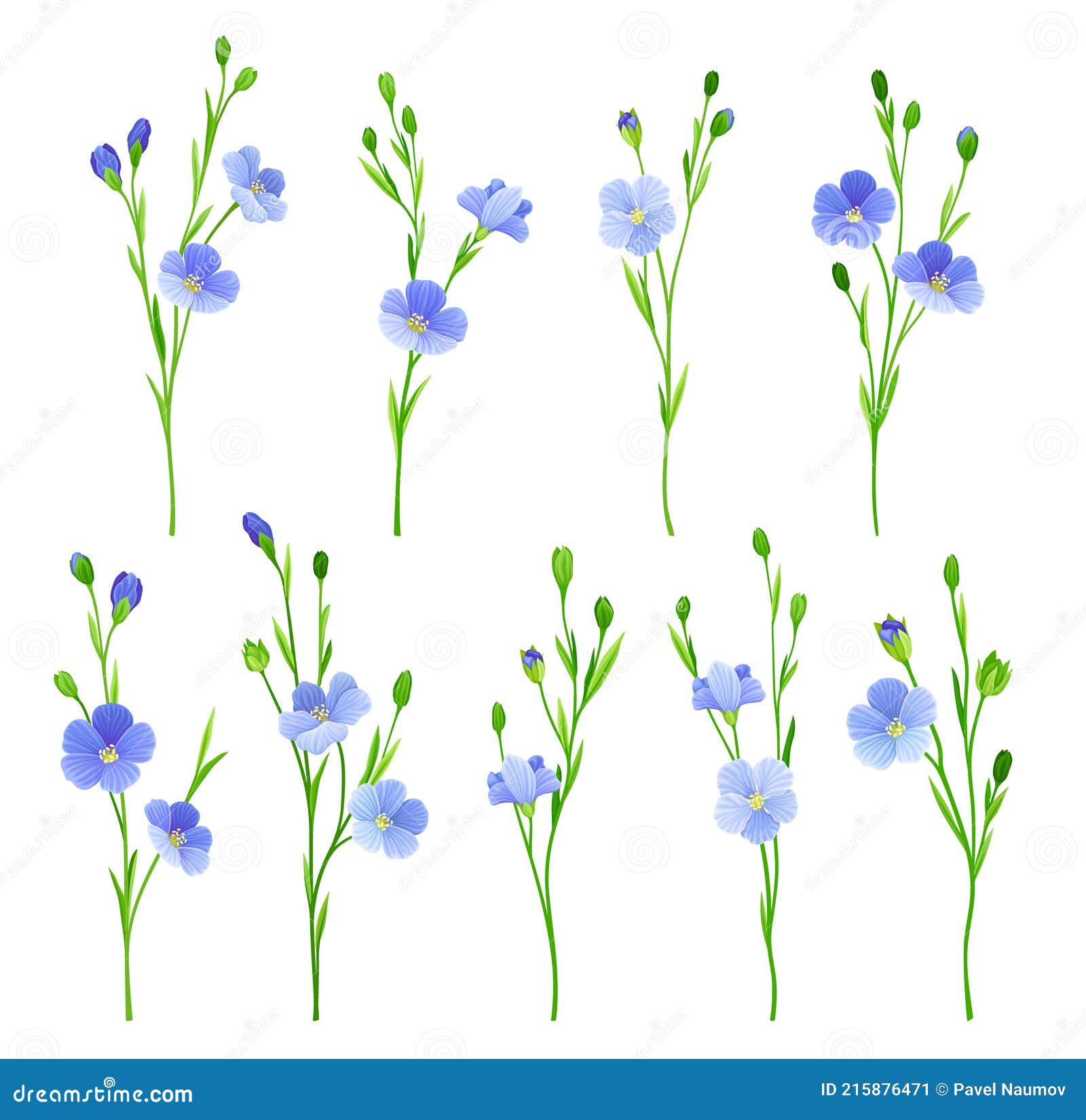 Flax or Linseed As Cultivated Flowering Plant Specie with Pale Blue ...