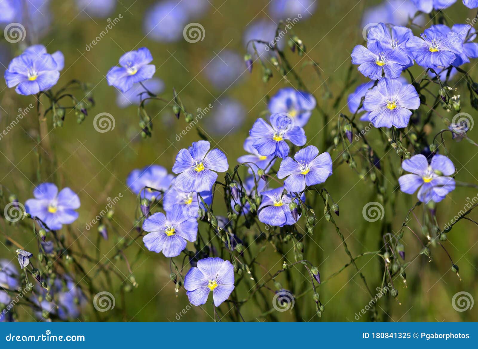 flax linum perenne in natural habitat