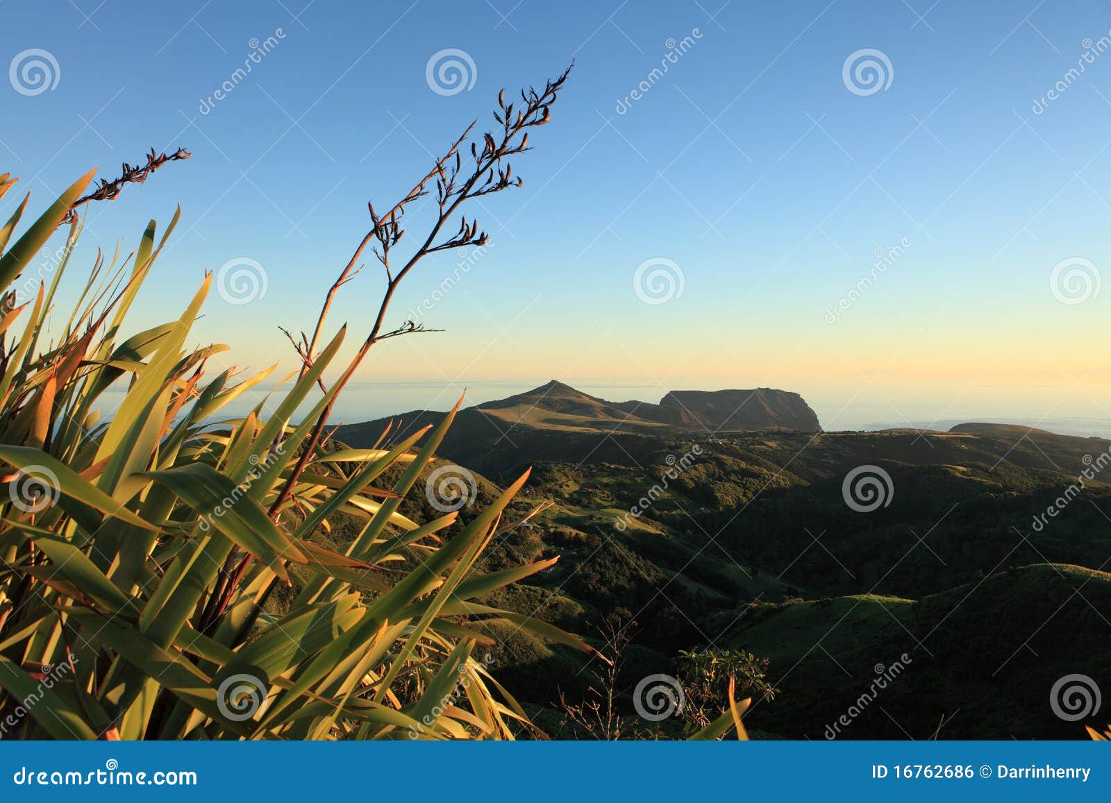flax plants in dawn light st helena island