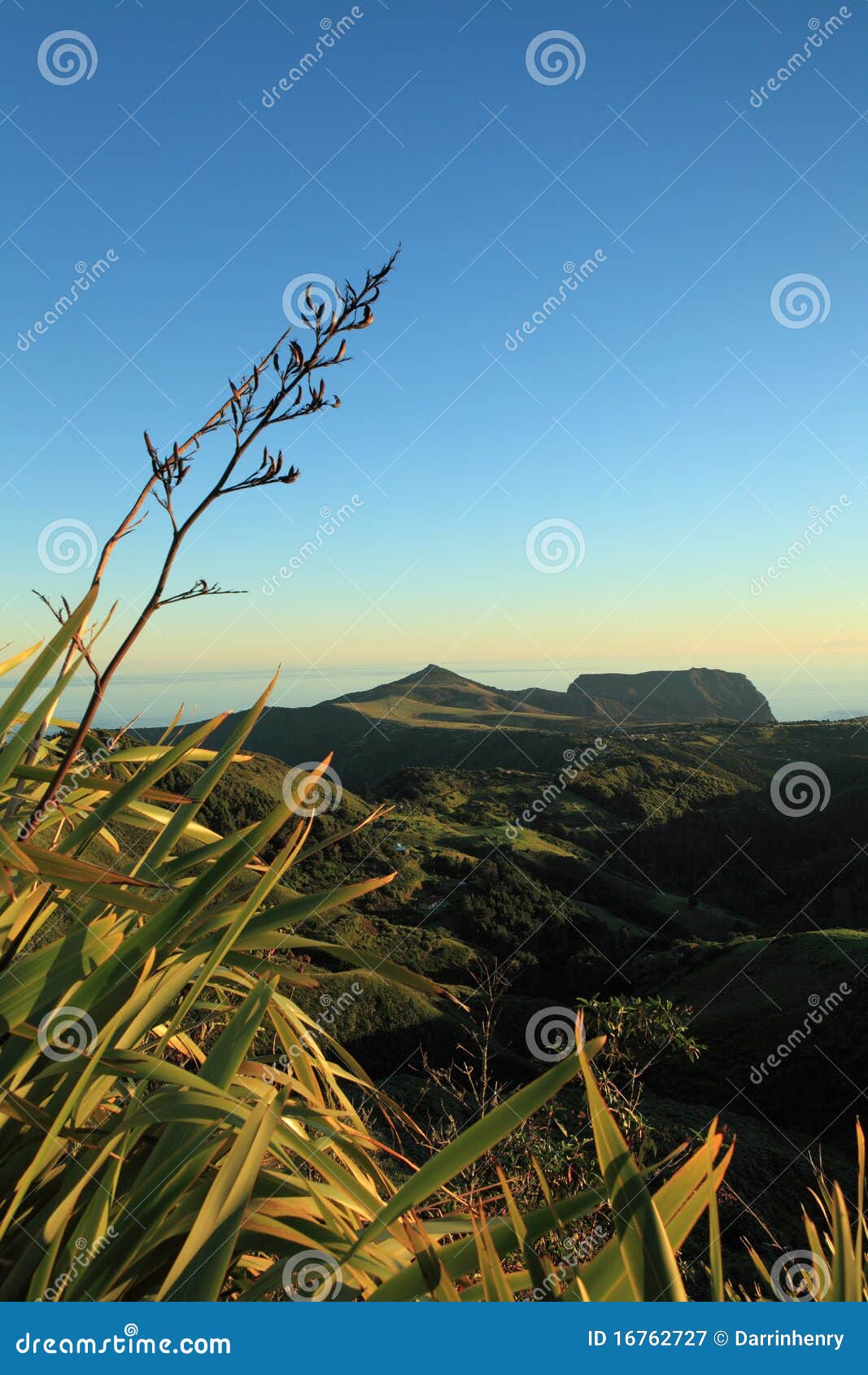 flax plants in dramatic dawn light on st helena