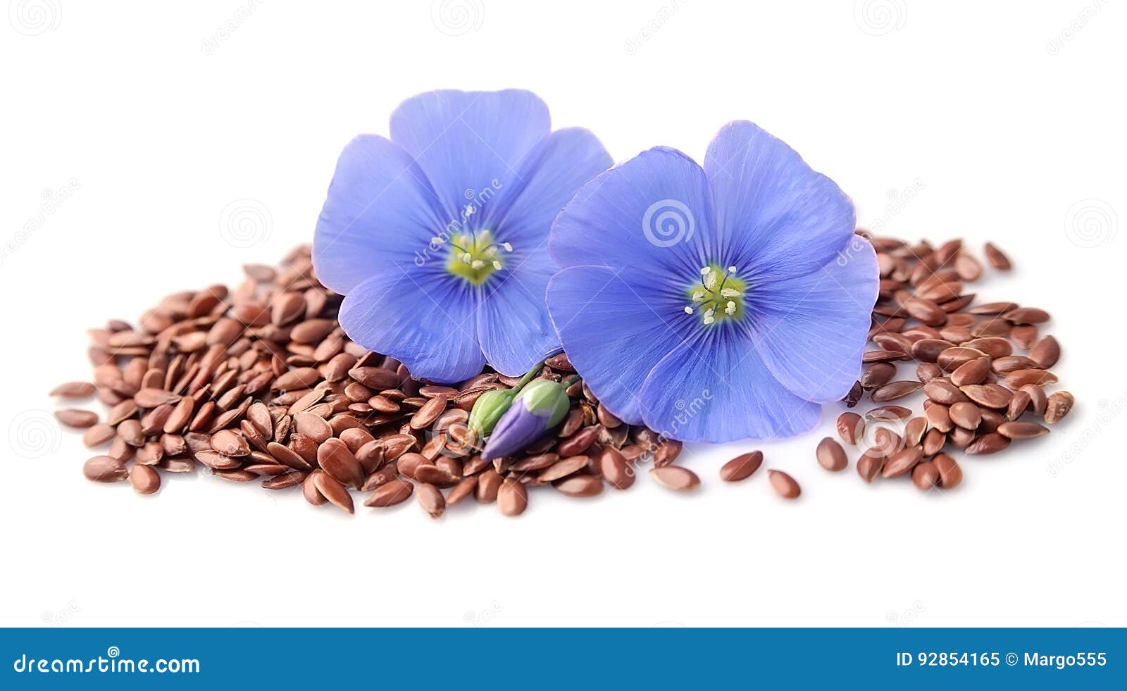 flax seed and flax flowers .